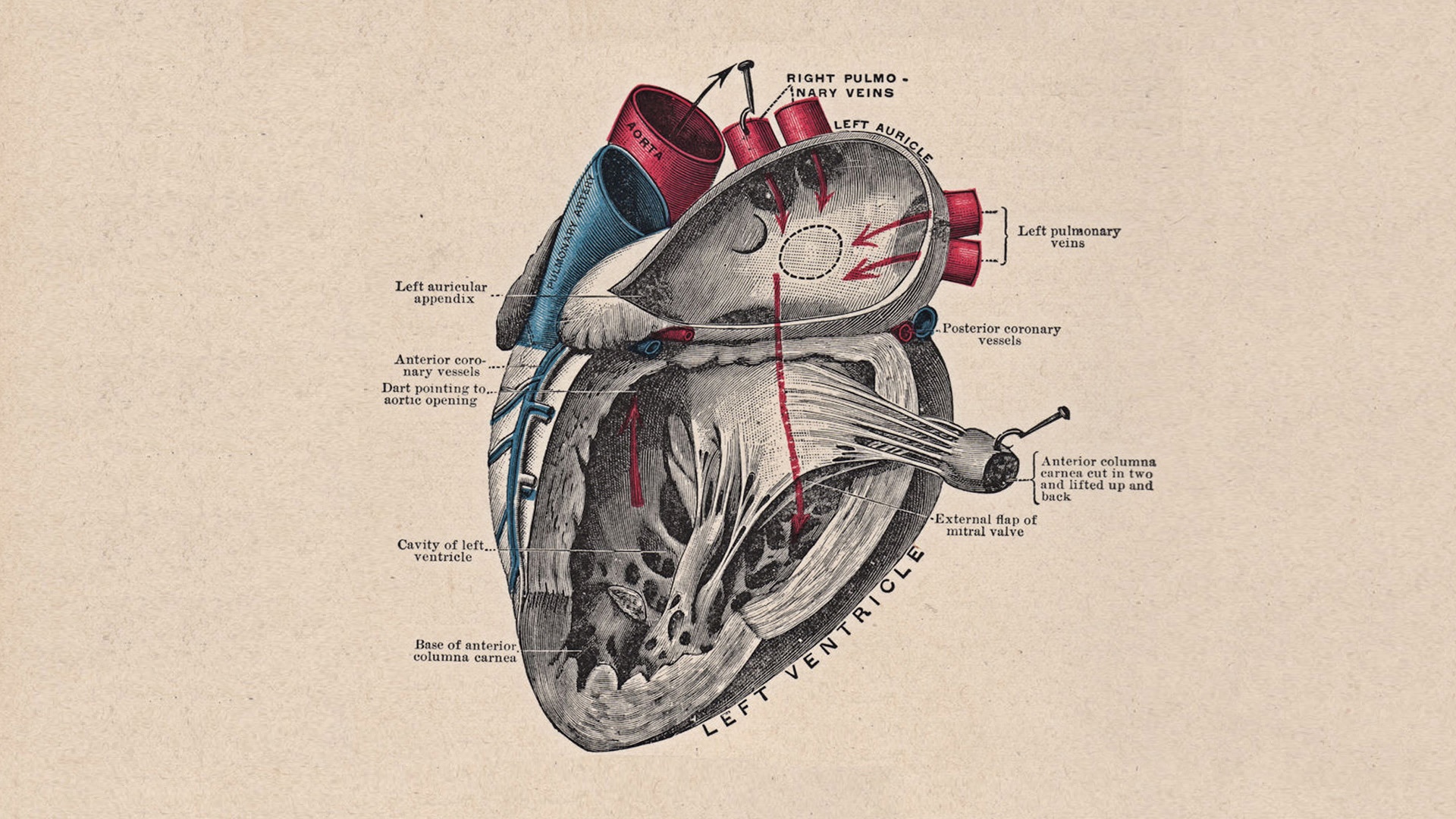 Vintage Anatomical Diagram of the Human Heart HD Wallpaper
