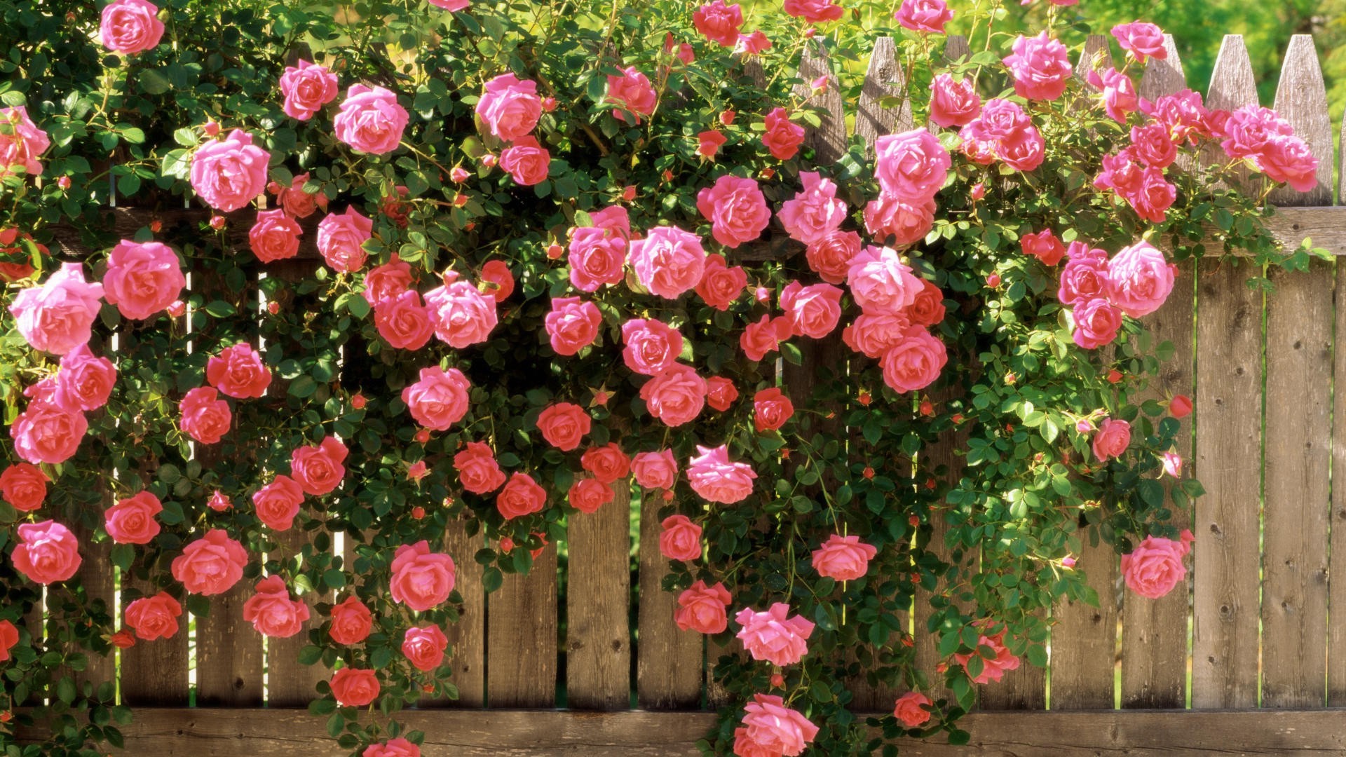 Pink roses climbing over a wooden fence HD Wallpaper
