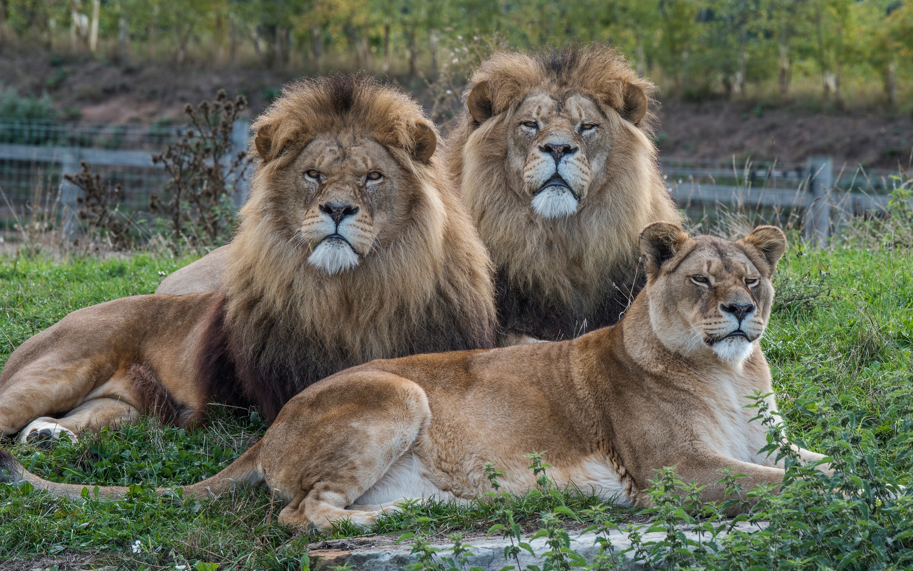 4K: Three lions resting on grassy terrain HD Wallpaper