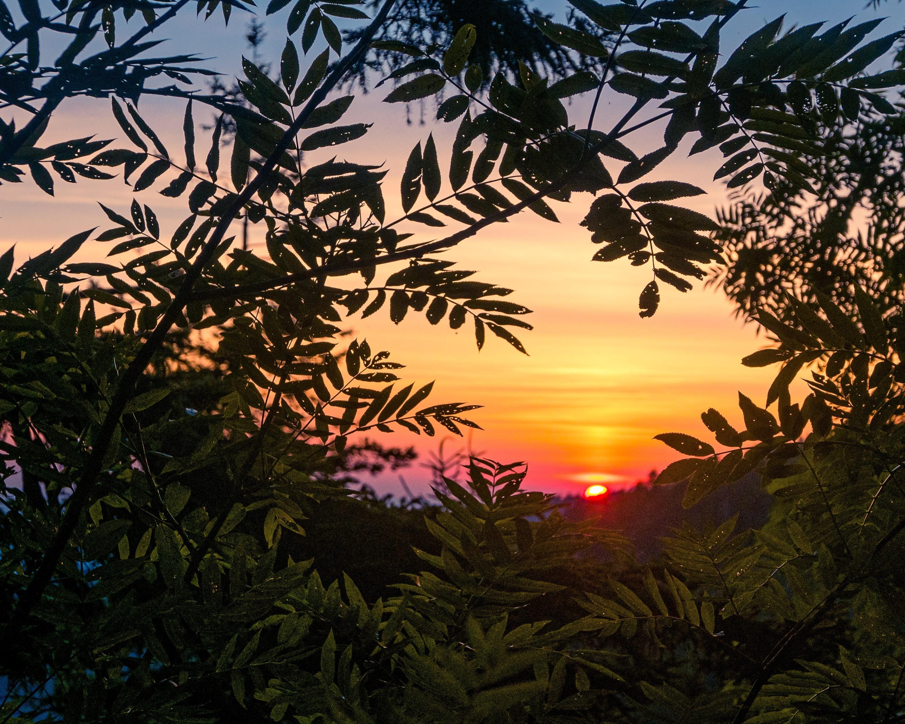 Sunset over Great Smoky Mountains through leaves HD Wallpaper