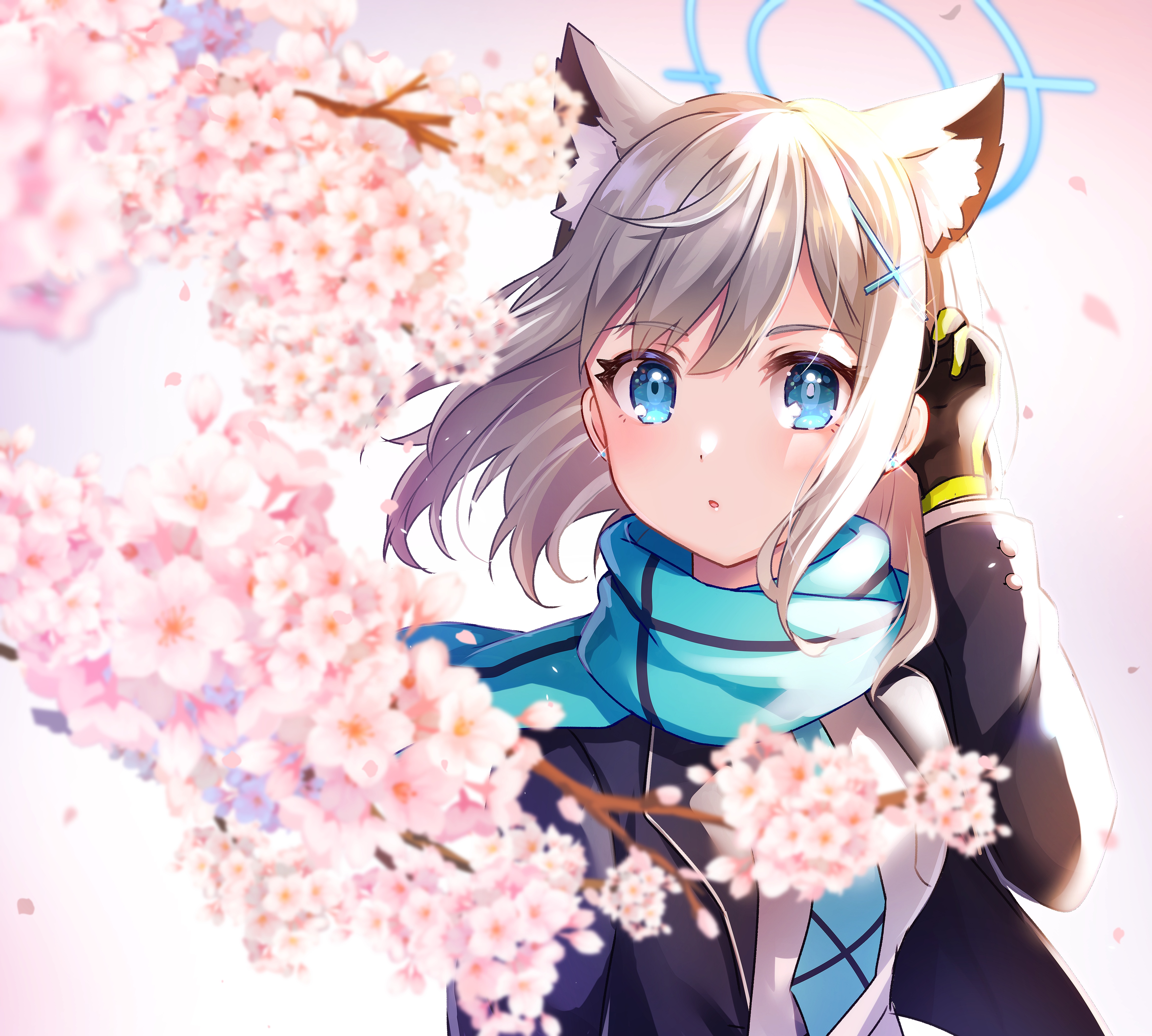 4K Blue Archive Shiroko with Cherry Blossoms HD Wallpaper
