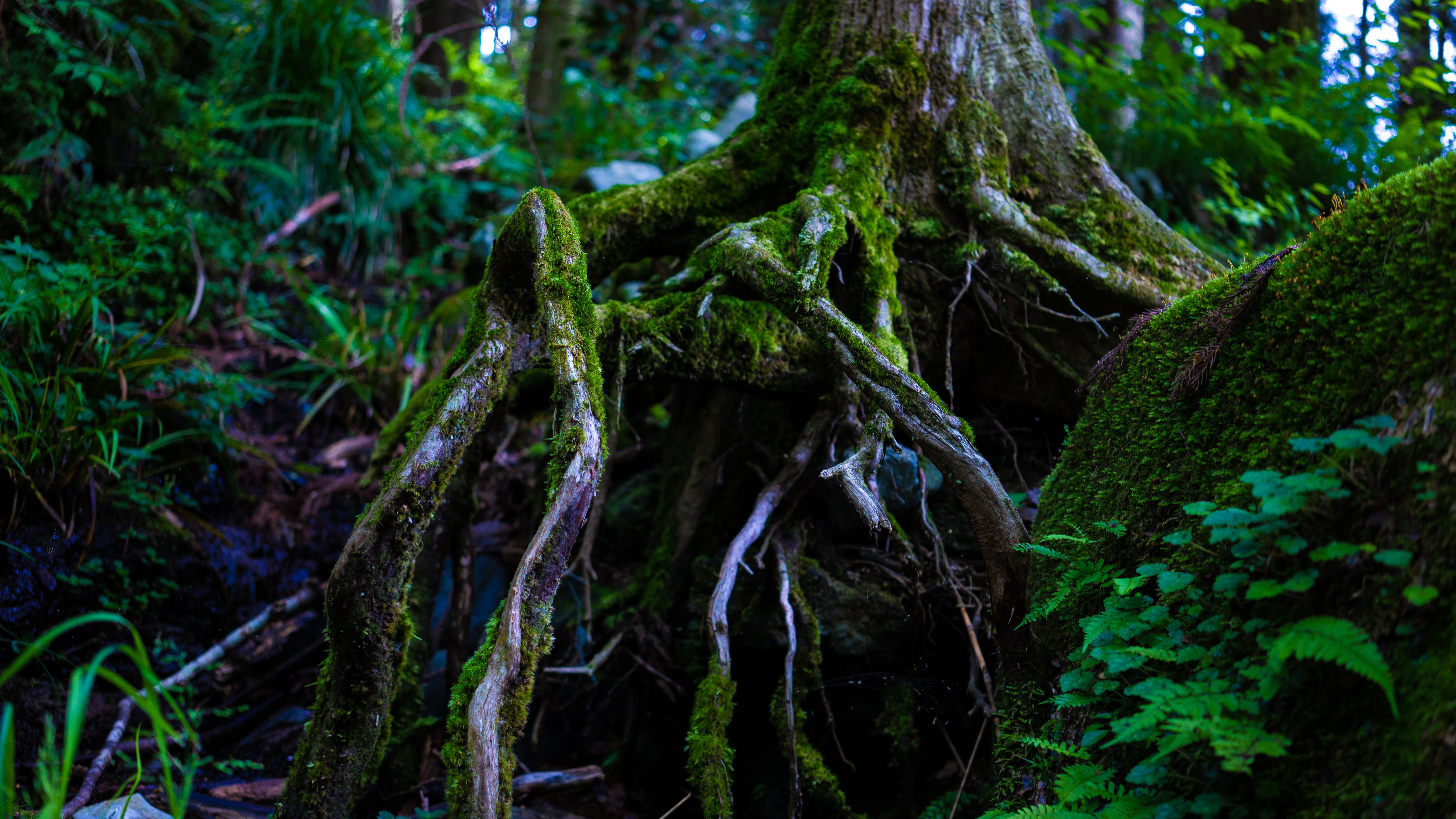 4K Mossy Tree Roots in a Forest HD Wallpaper
