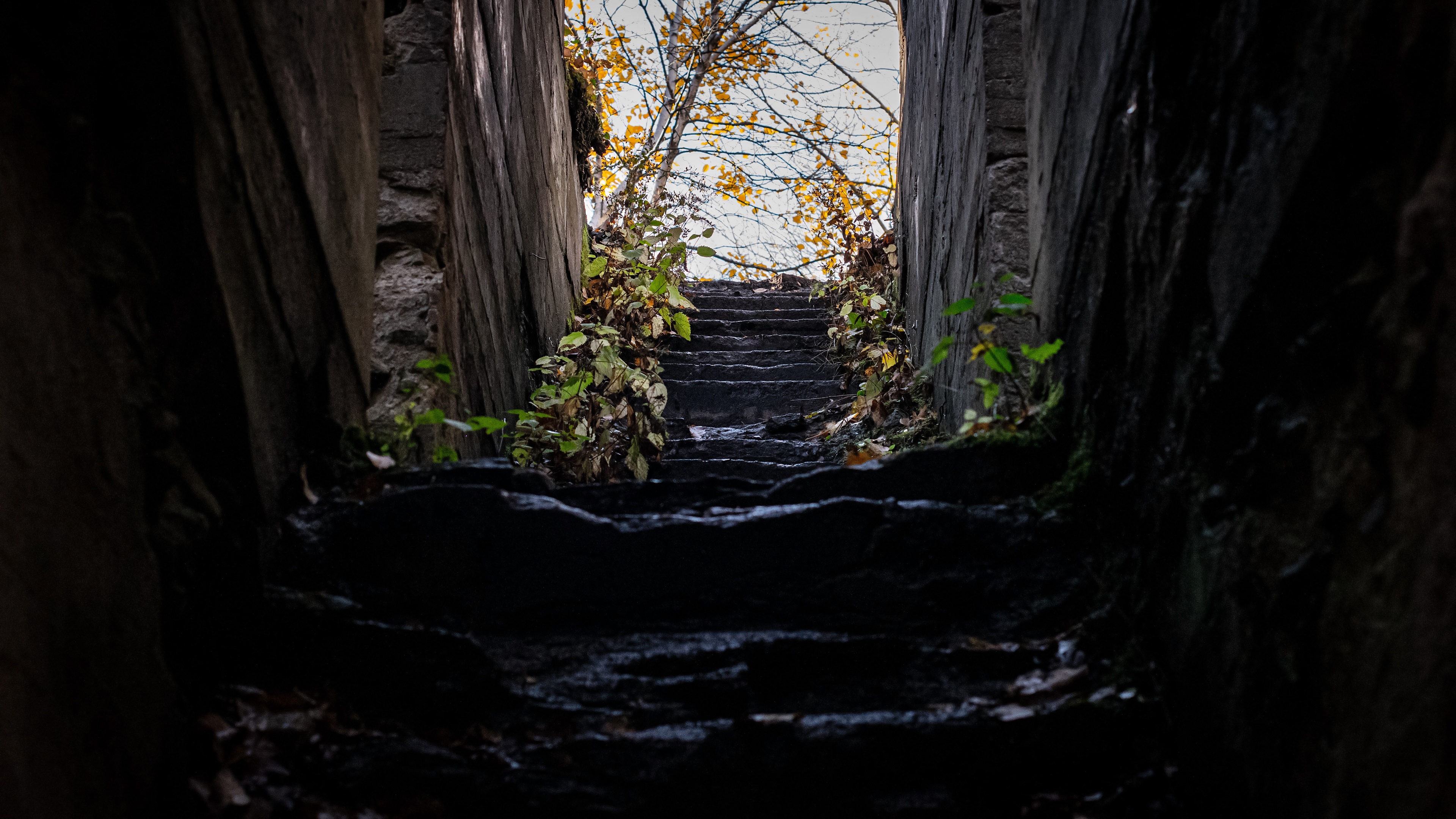 4K Overgrown Concrete Stairs in Abandoned Place HD Wallpaper
