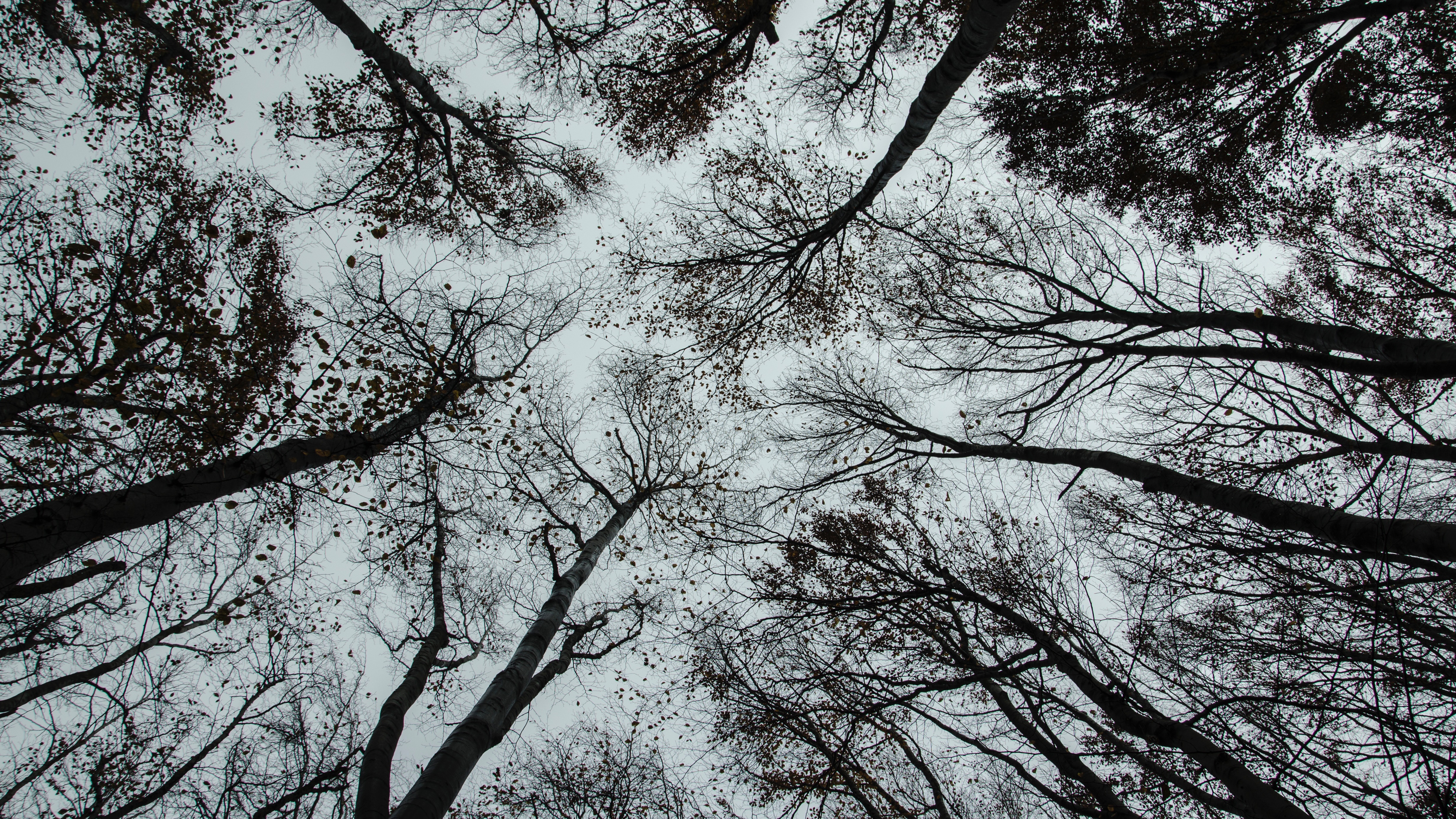 4K looking up at trees in fall HD Wallpaper
