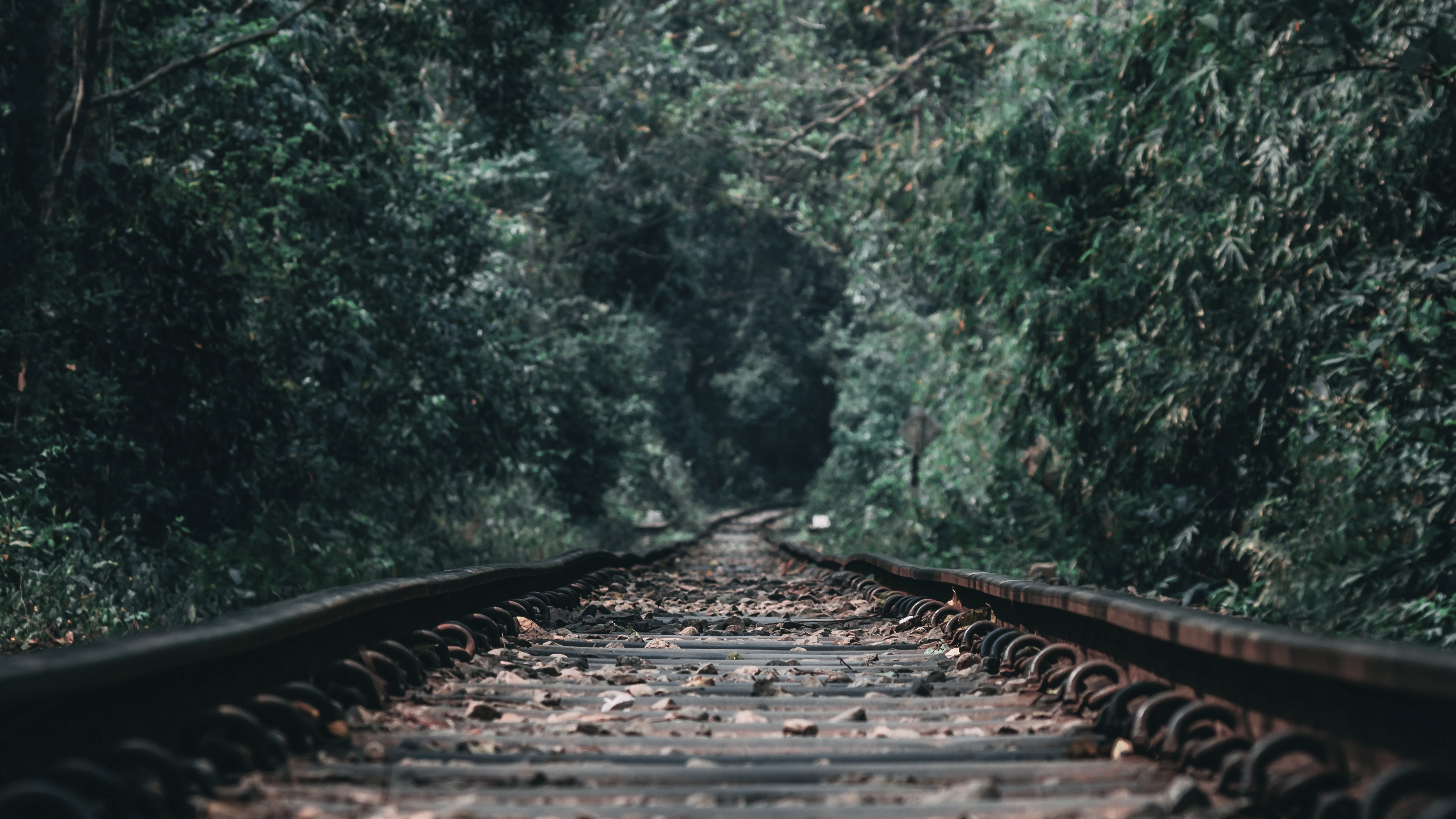 4K railway through a dense forest HD Wallpaper