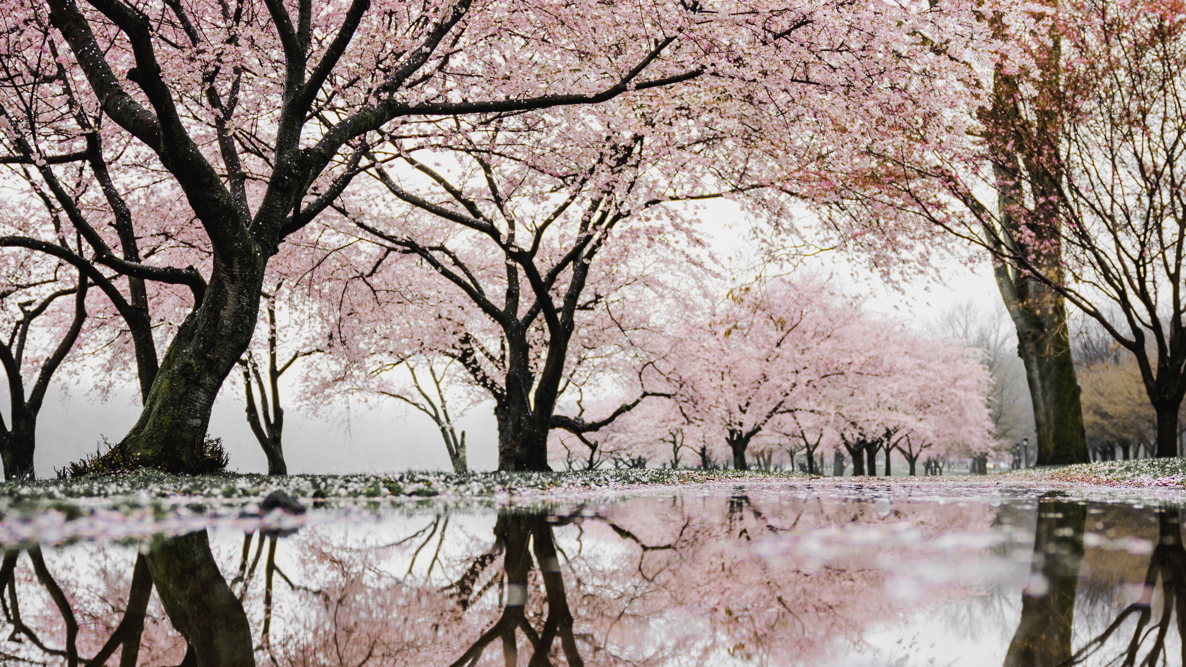 4K Cherry Blossoms Reflected in Water HD Wallpaper