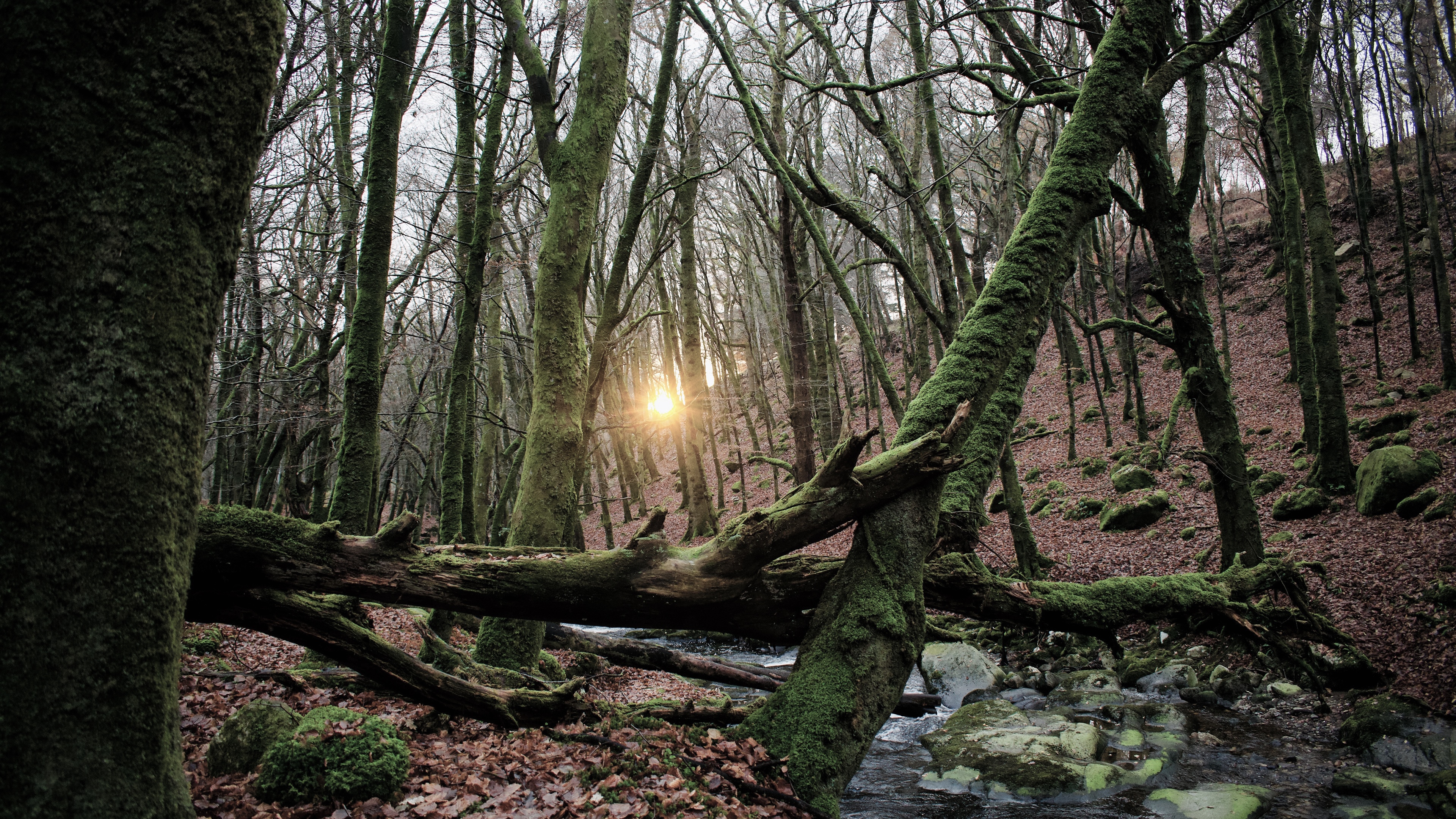Mossy forest with a stream and sunbeams HD Wallpaper