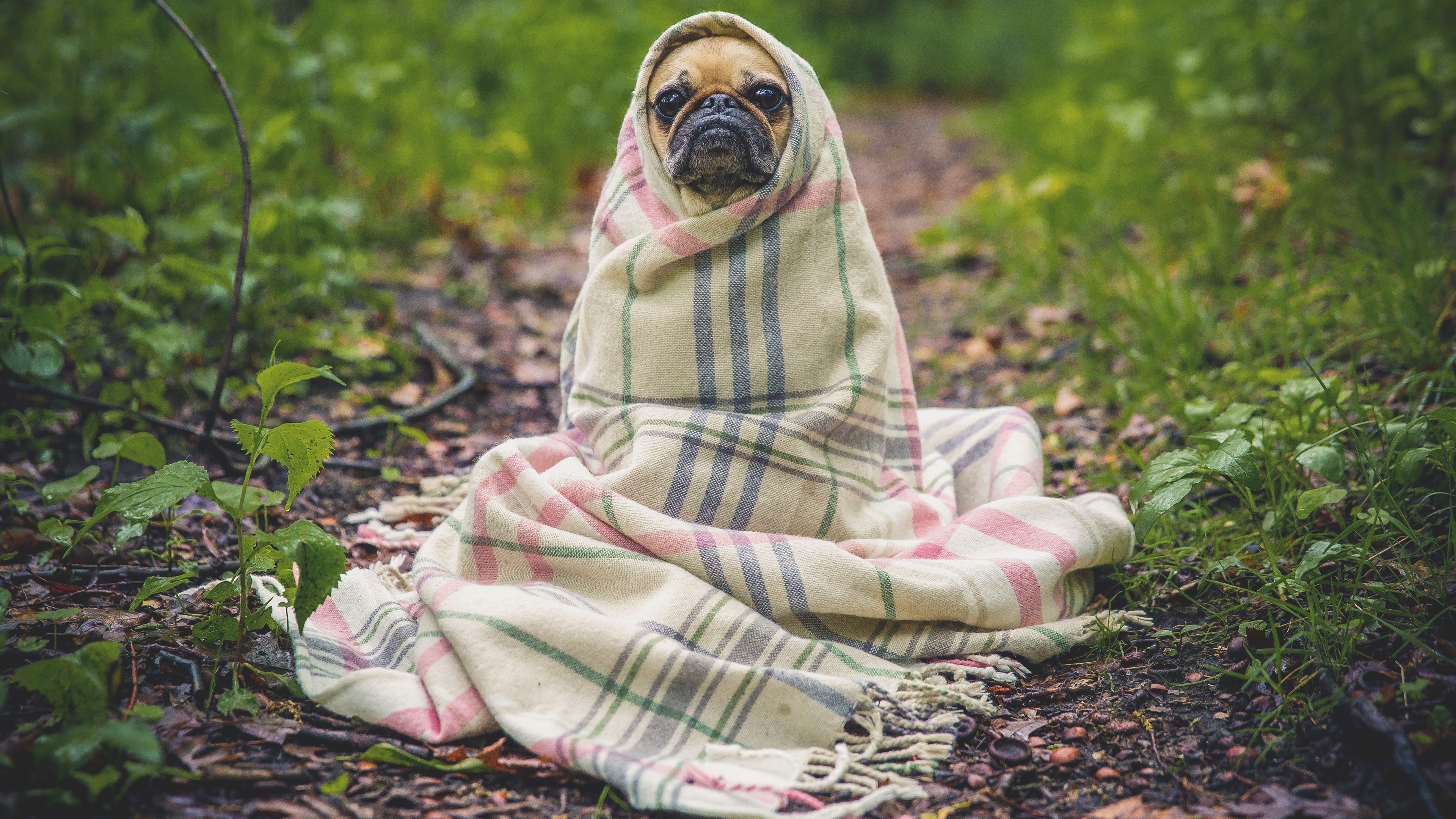 4K Pug wrapped in a blanket in the forest HD Wallpaper
