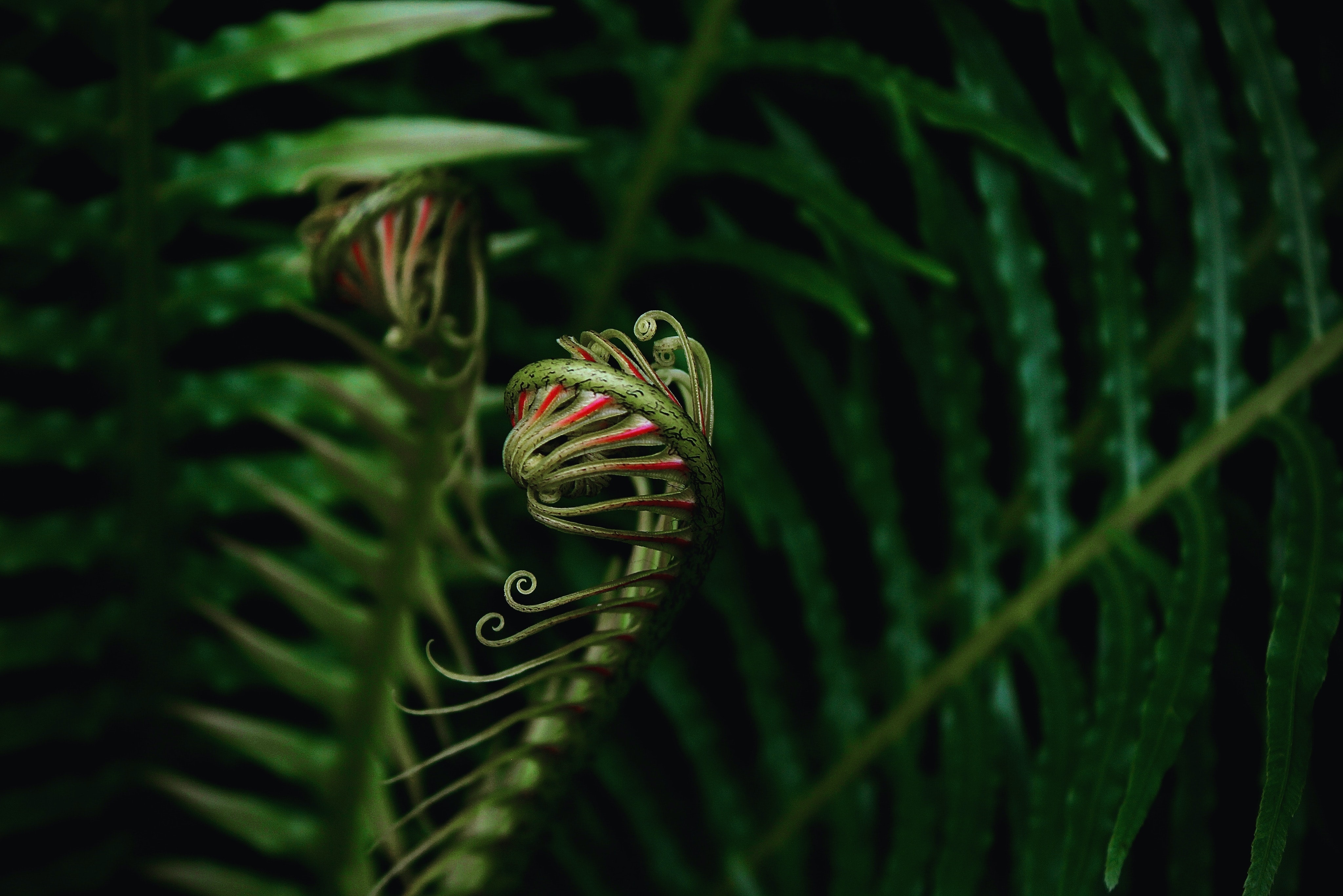 4K macro view of unfurling fern fronds HD Wallpaper