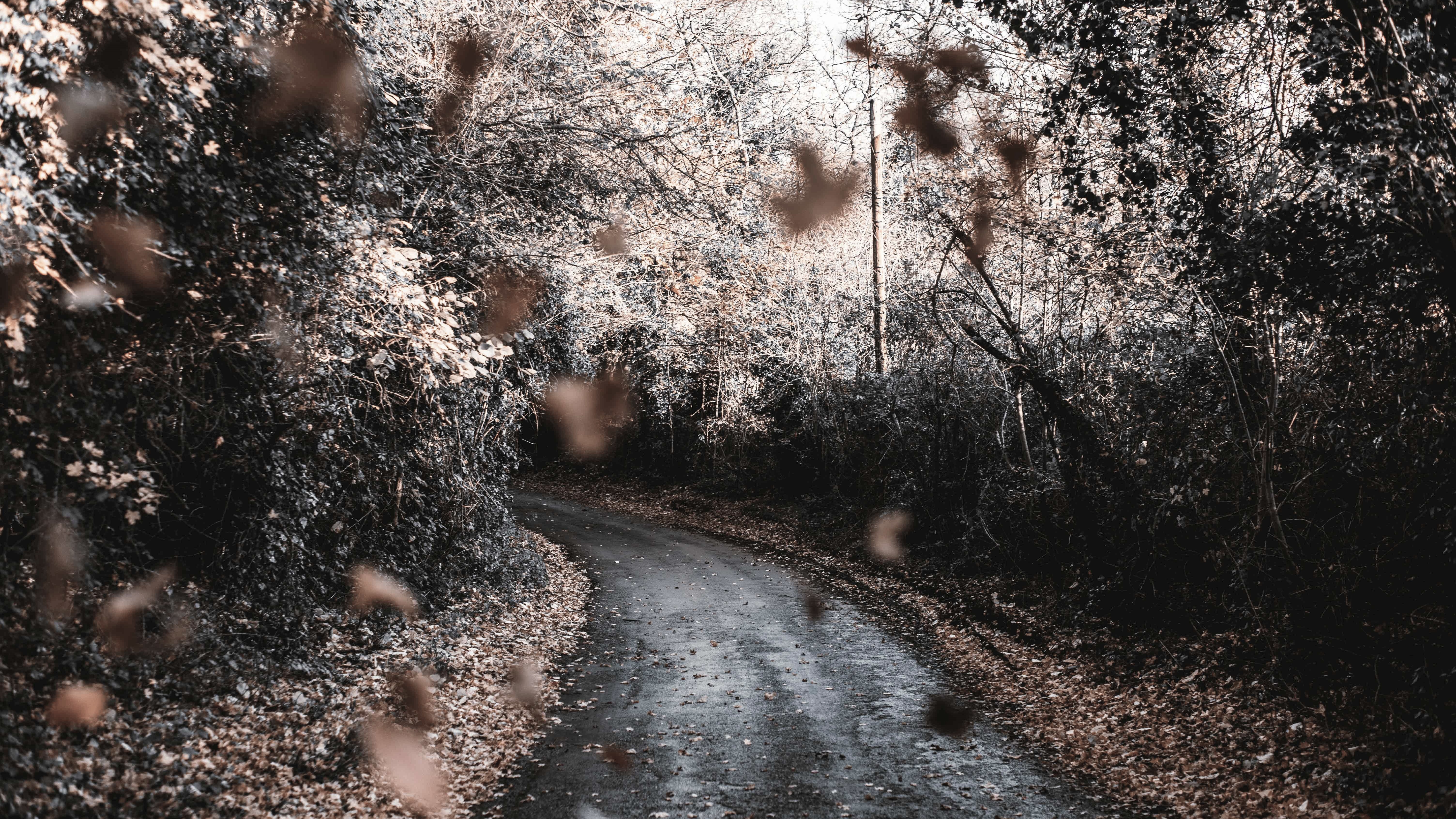 4K road through a forest with falling leaves HD Wallpaper