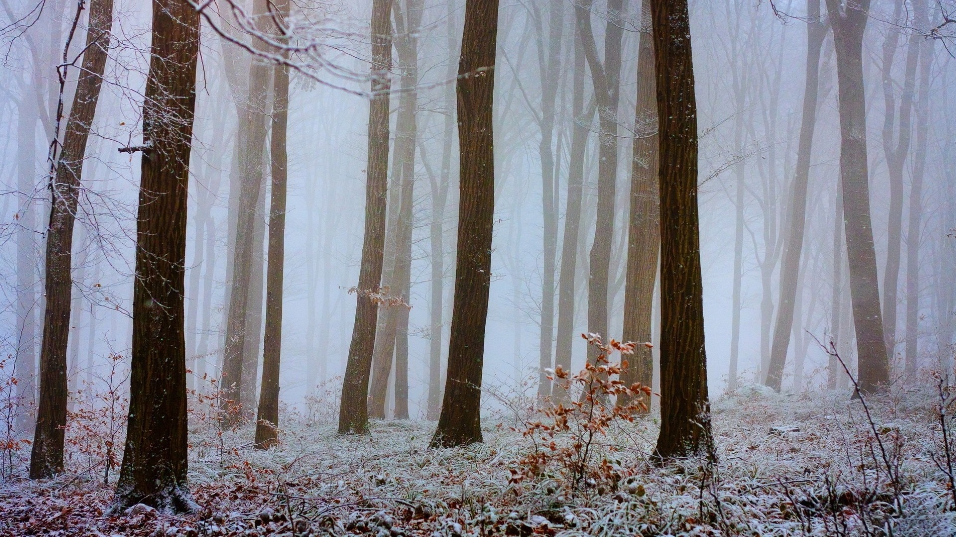 Misty forest with snow-covered ground and bare trees HD Wallpaper