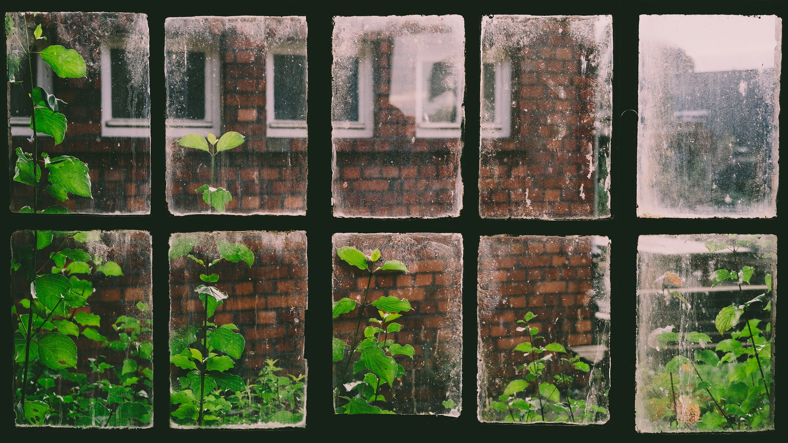 Greenery growing through a dirty window HD Wallpaper