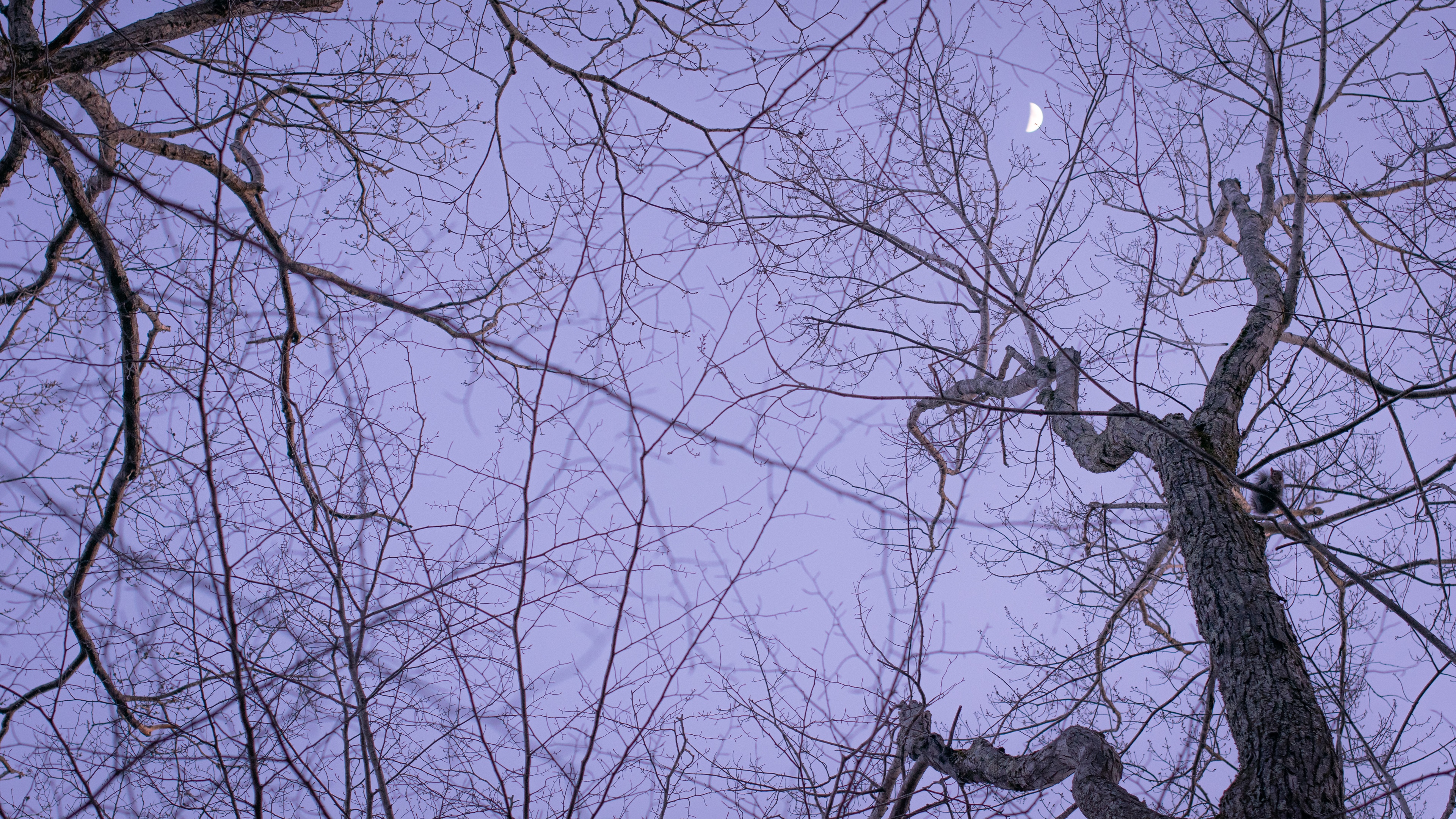 Bare trees and crescent moon in purple sky HD Wallpaper