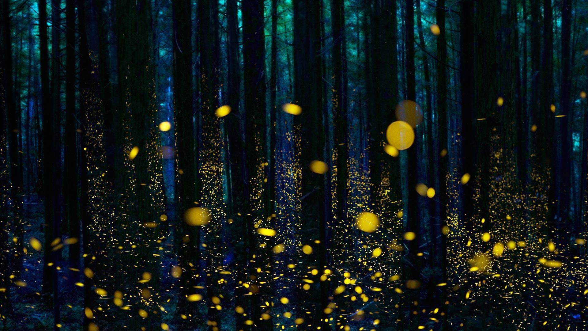 Fireflies in a dark forest at night HD Wallpaper