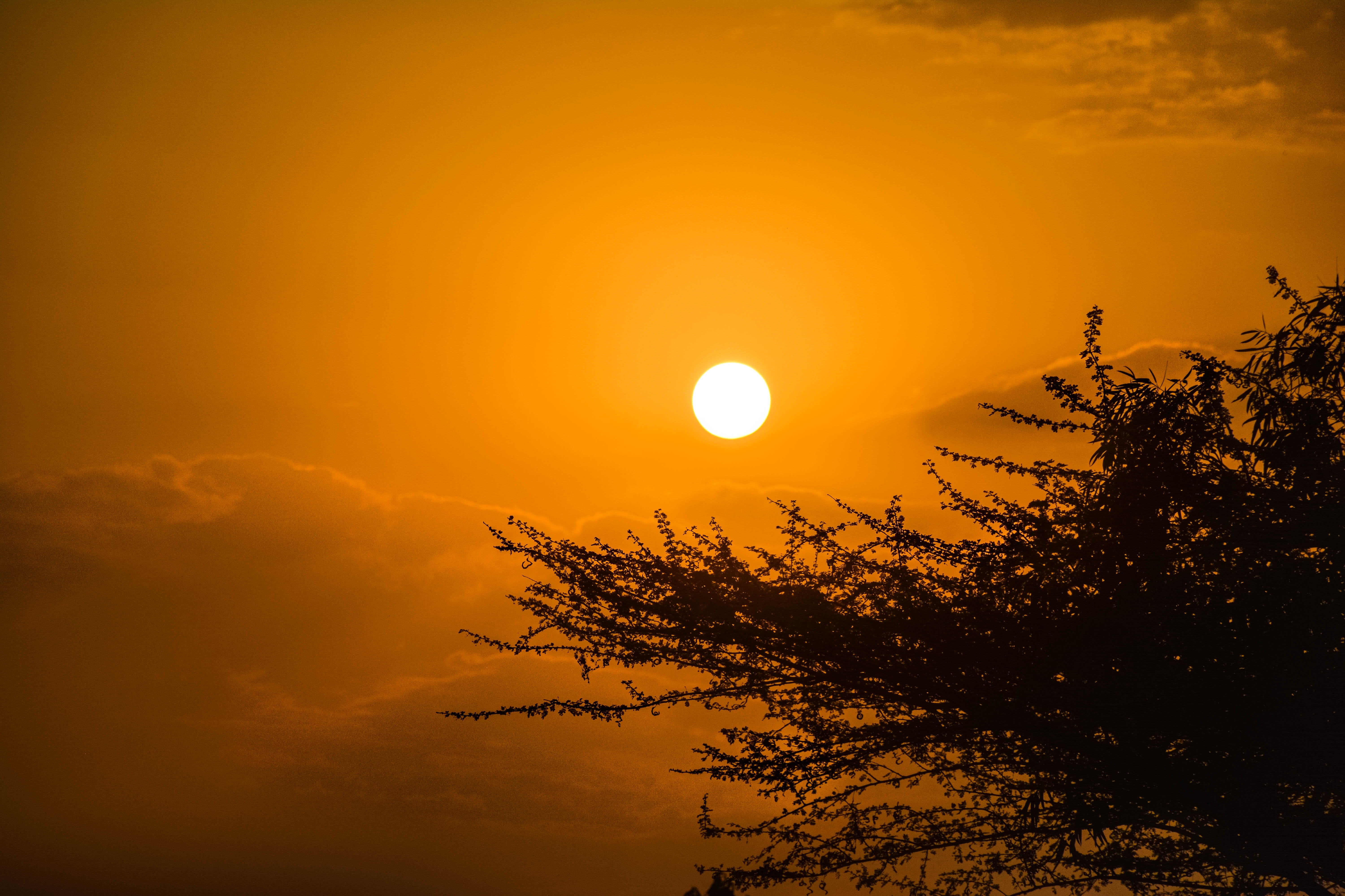 4K sunset over clouds with tree silhouette HD Wallpaper