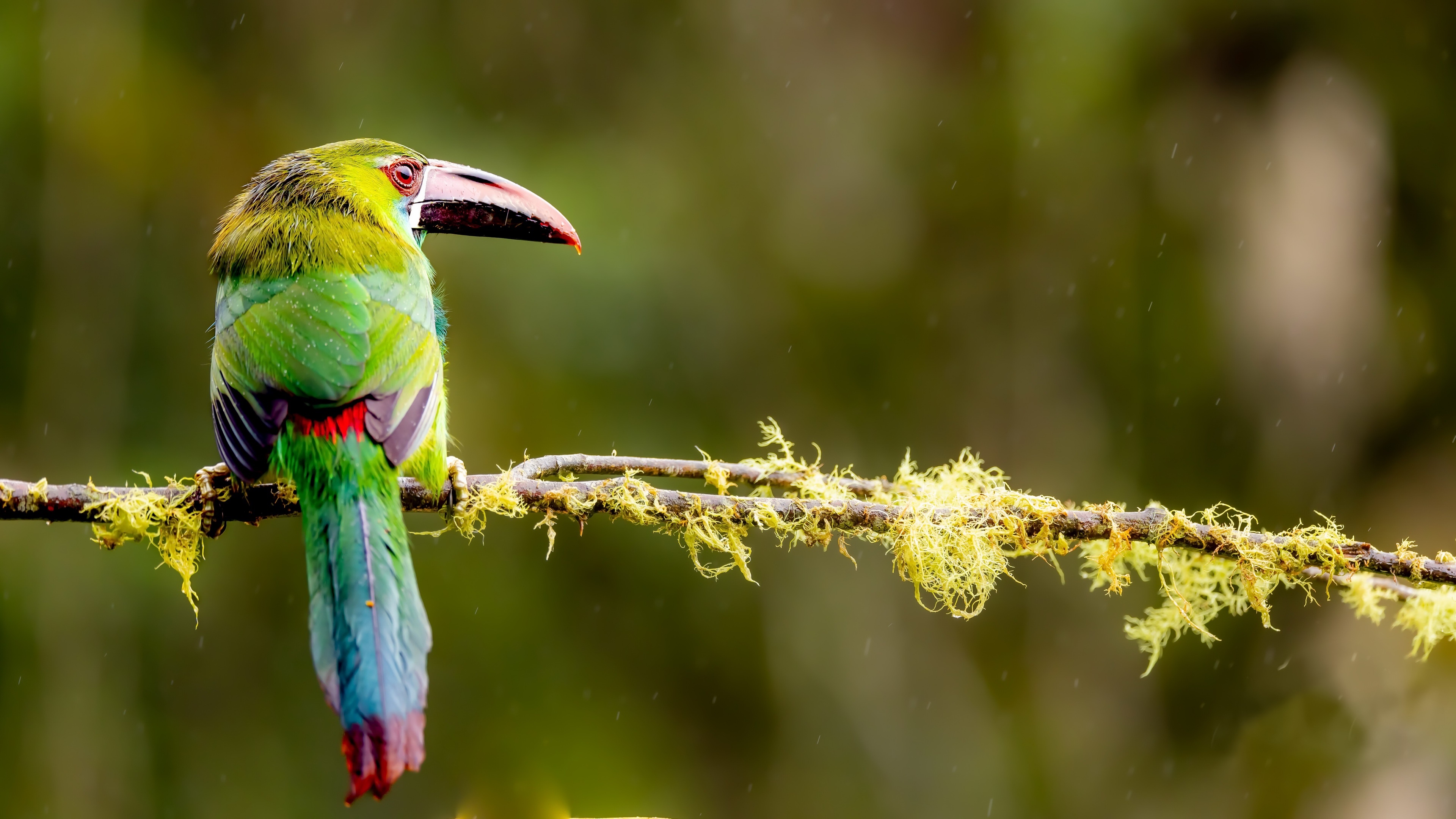 Green toucan perched on a mossy branch HD Wallpaper