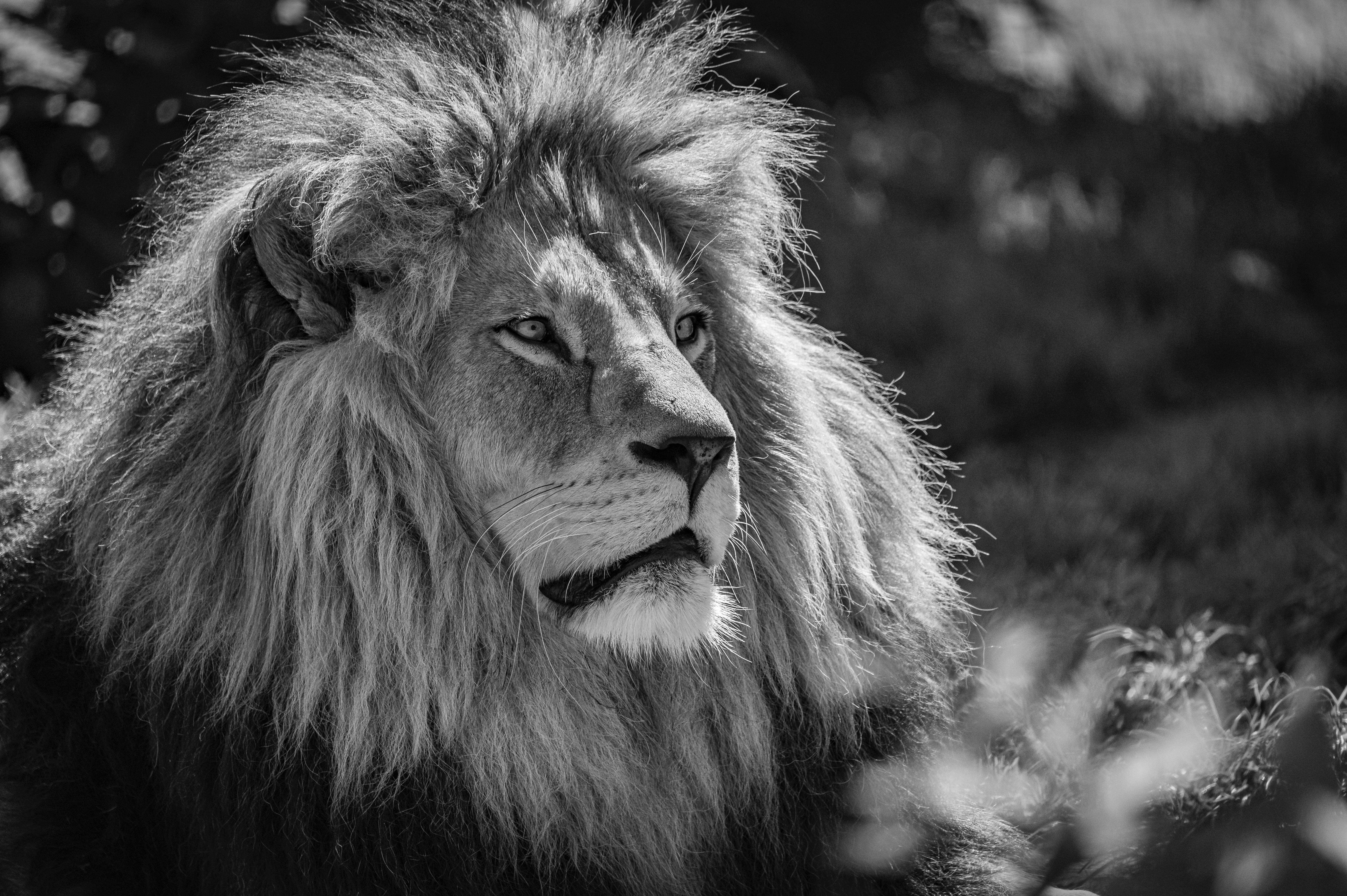 4K Monochrome Portrait of a Majestic Lion HD Wallpaper