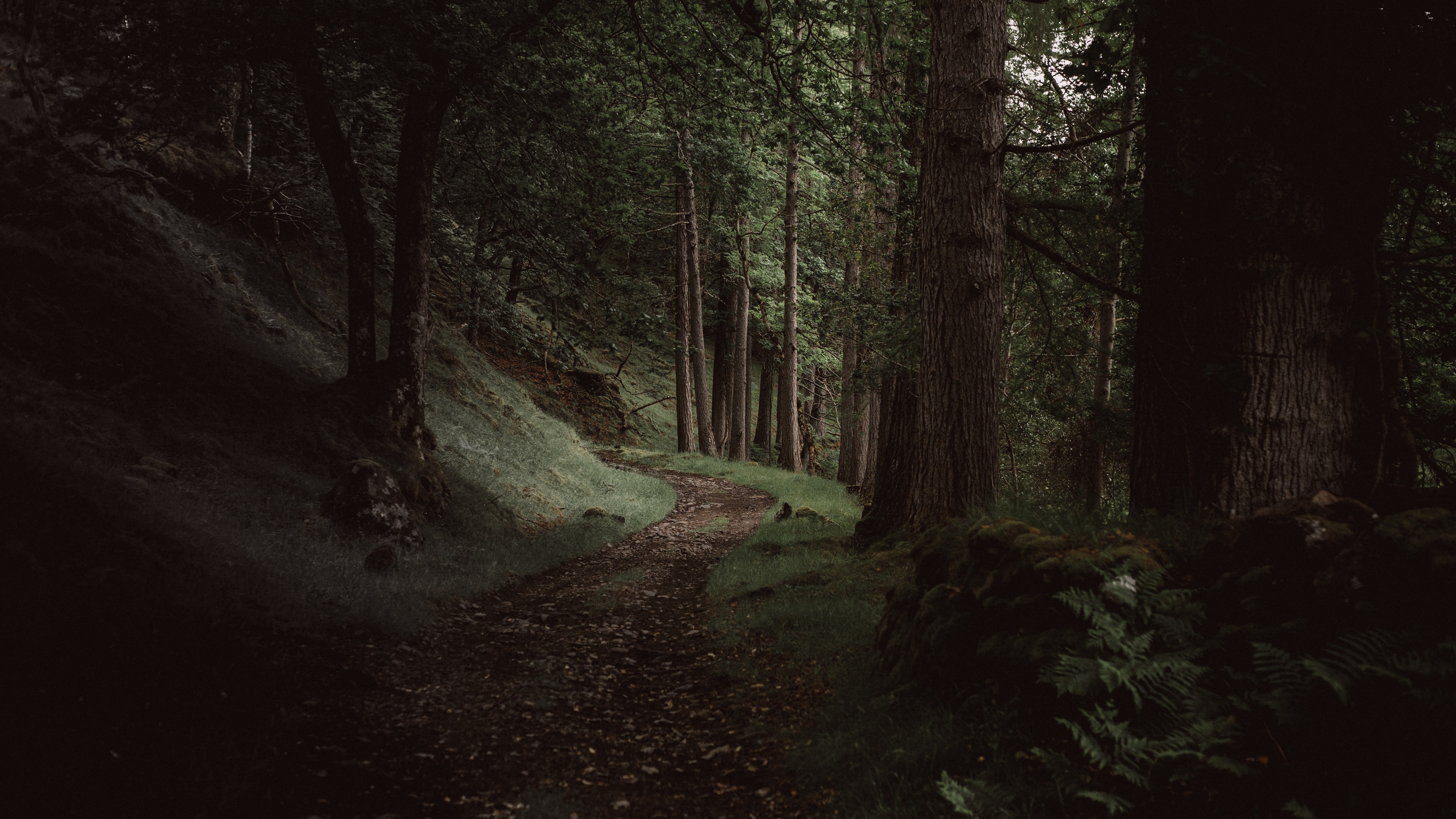 4K pathway through a green forest with trees HD Wallpaper