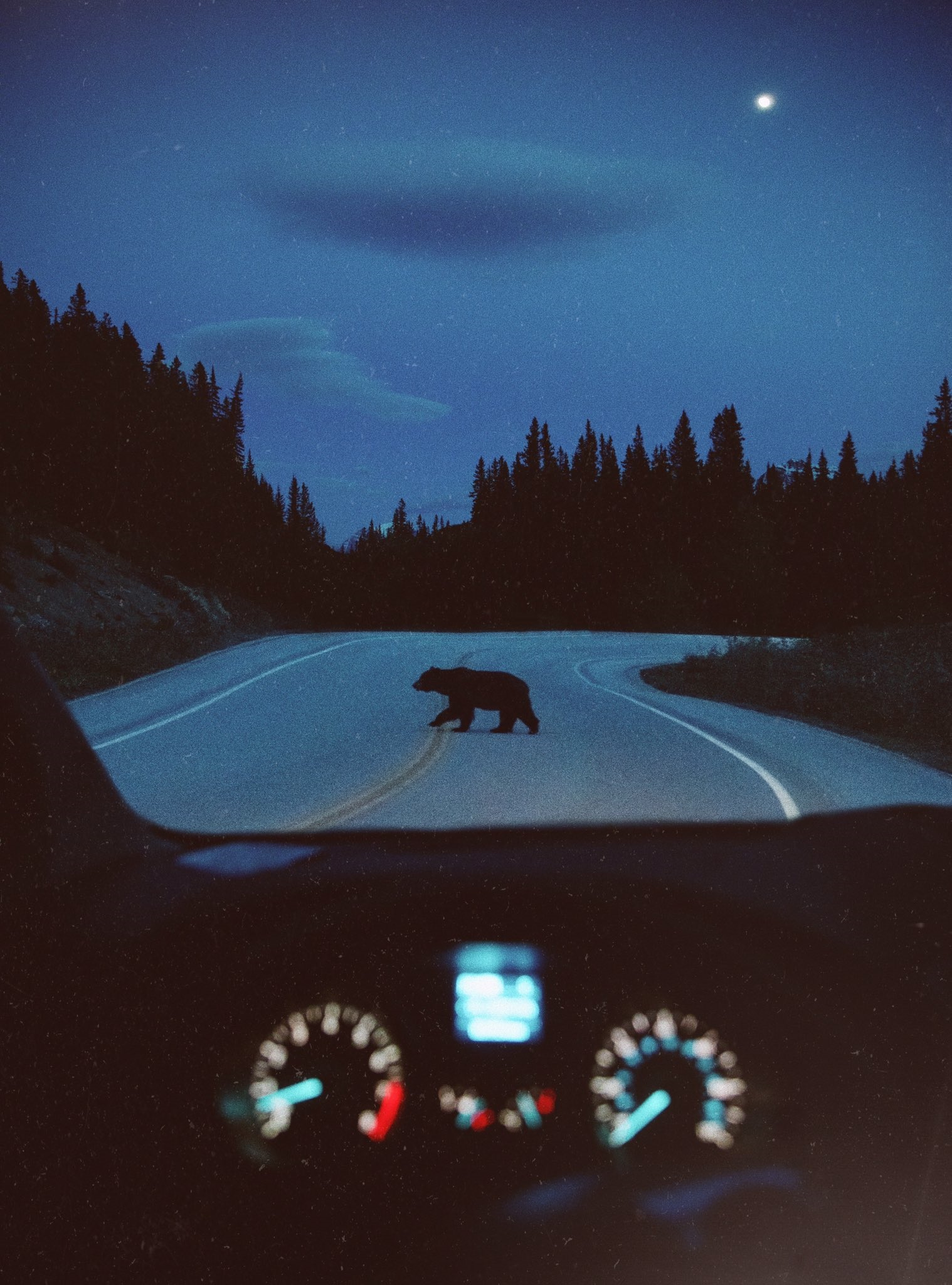 Bear crossing road at night from car interior HD Phone Wallpaper