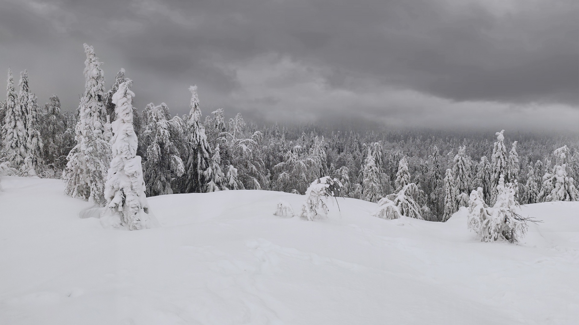 Winter landscape with snow-covered trees under a cloudy sky HD Wallpaper