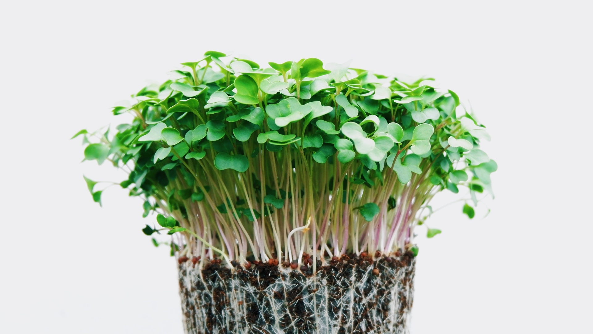 Microgreens with visible roots in soil HD Wallpaper