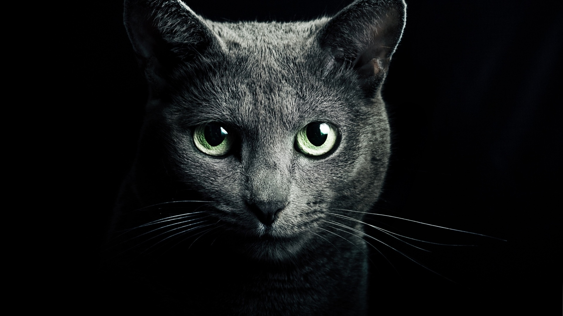 Close-up of a Russian Blue cat with green eyes HD Wallpaper