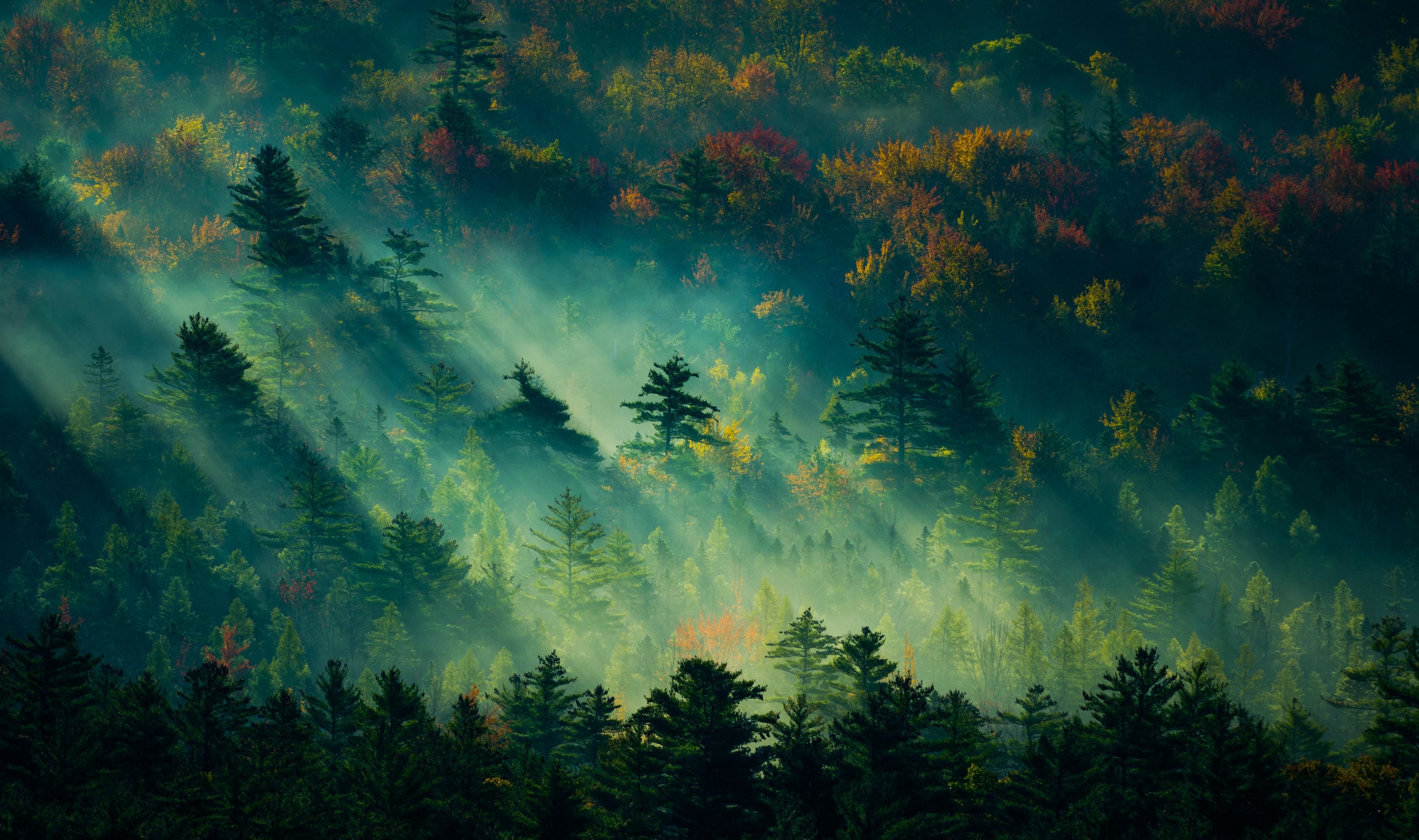 Sun rays piercing through a misty autumn forest landscape HD Wallpaper