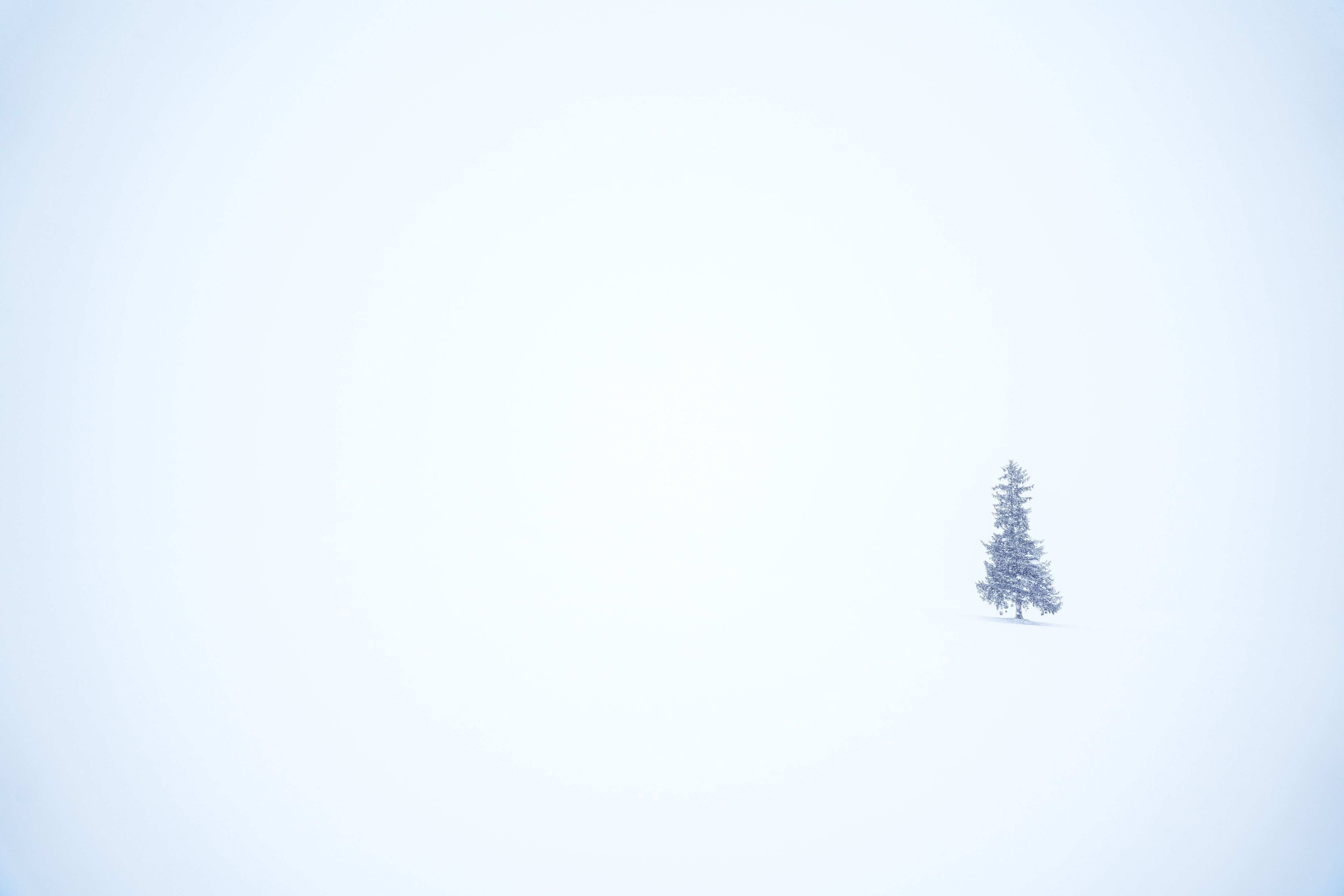 4K winter pine tree in snow HD Wallpaper