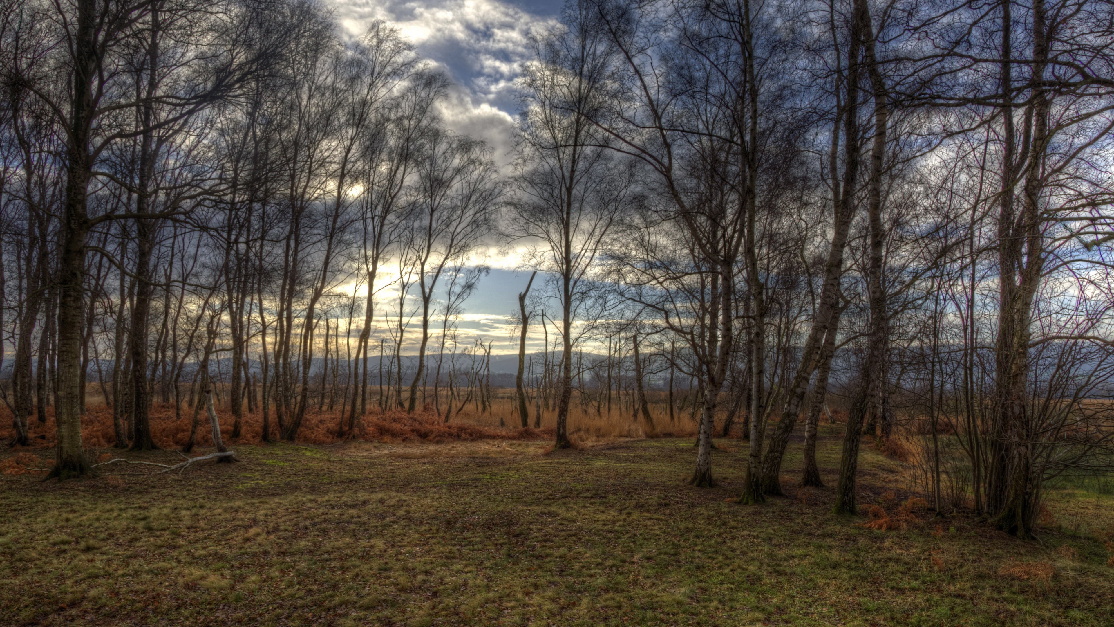 Bare trees in a forest landscape with cloudy sky HD Wallpaper