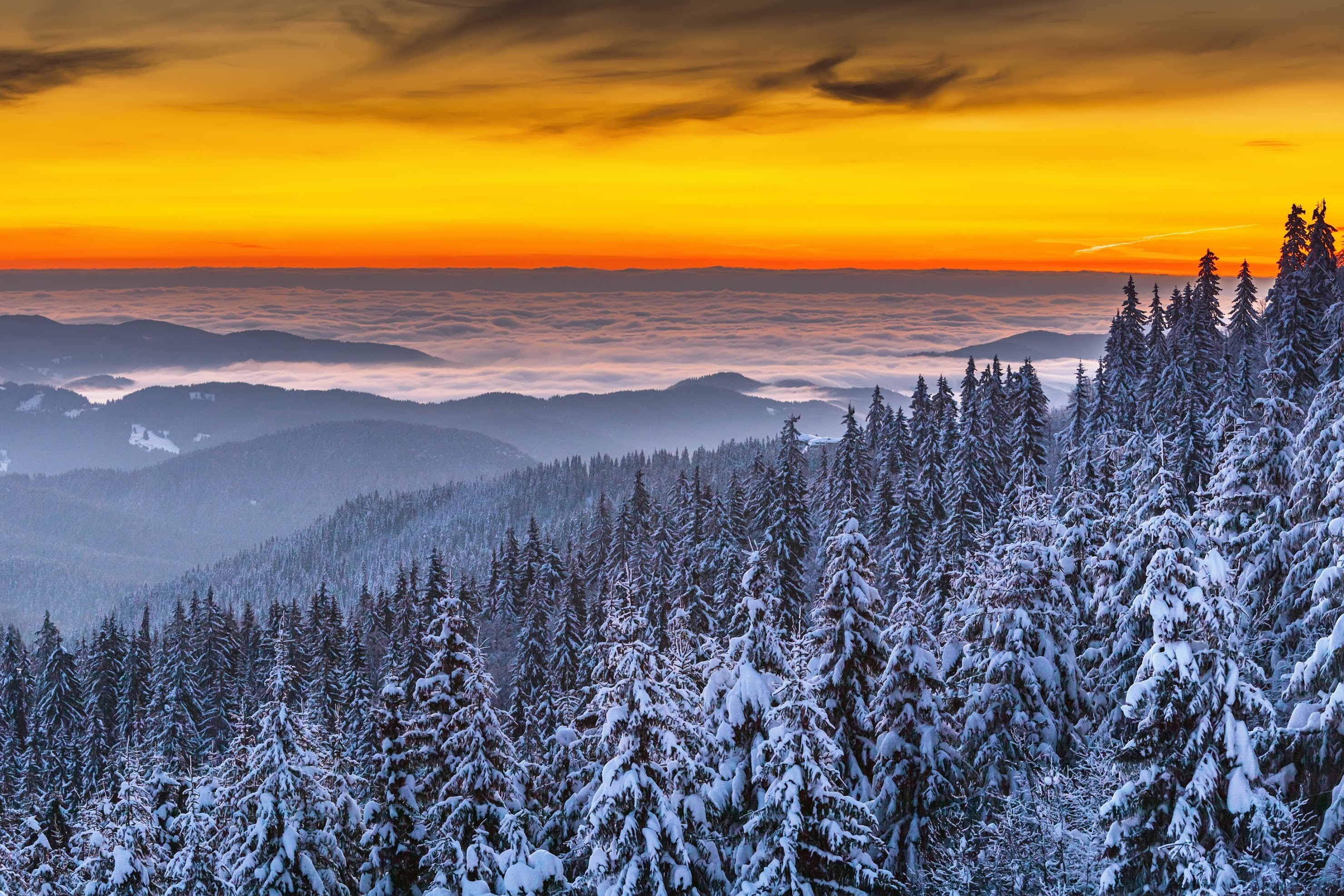 Snow-covered forest landscape at sunrise with orange sky HD Wallpaper