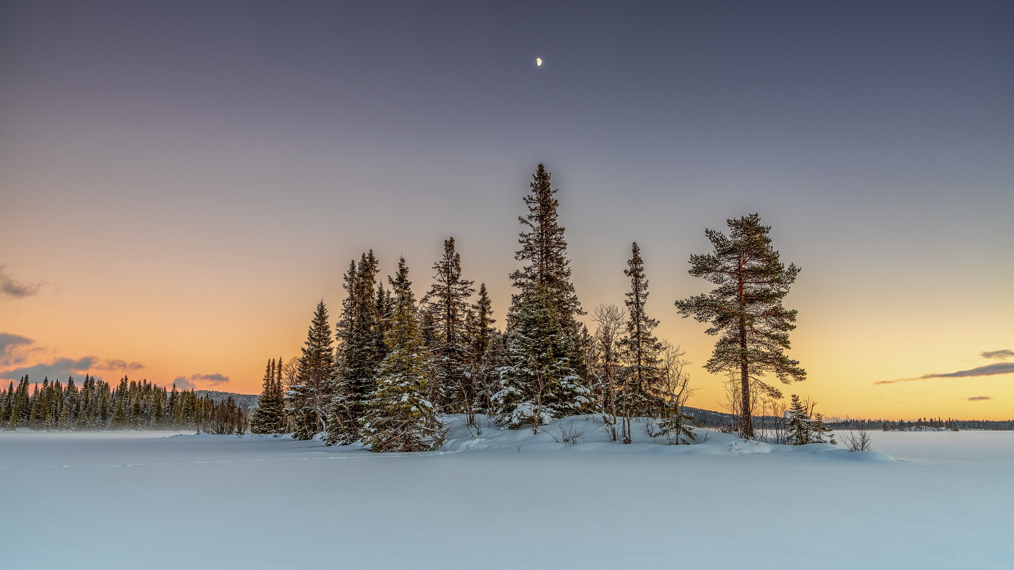 4K winter landscape with pine trees and orange sky HD Wallpaper