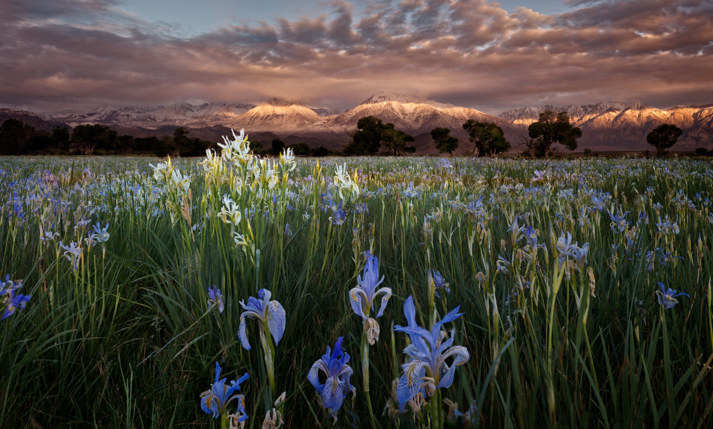 Field of irises with snow-capped mountains at sunset HD Wallpaper