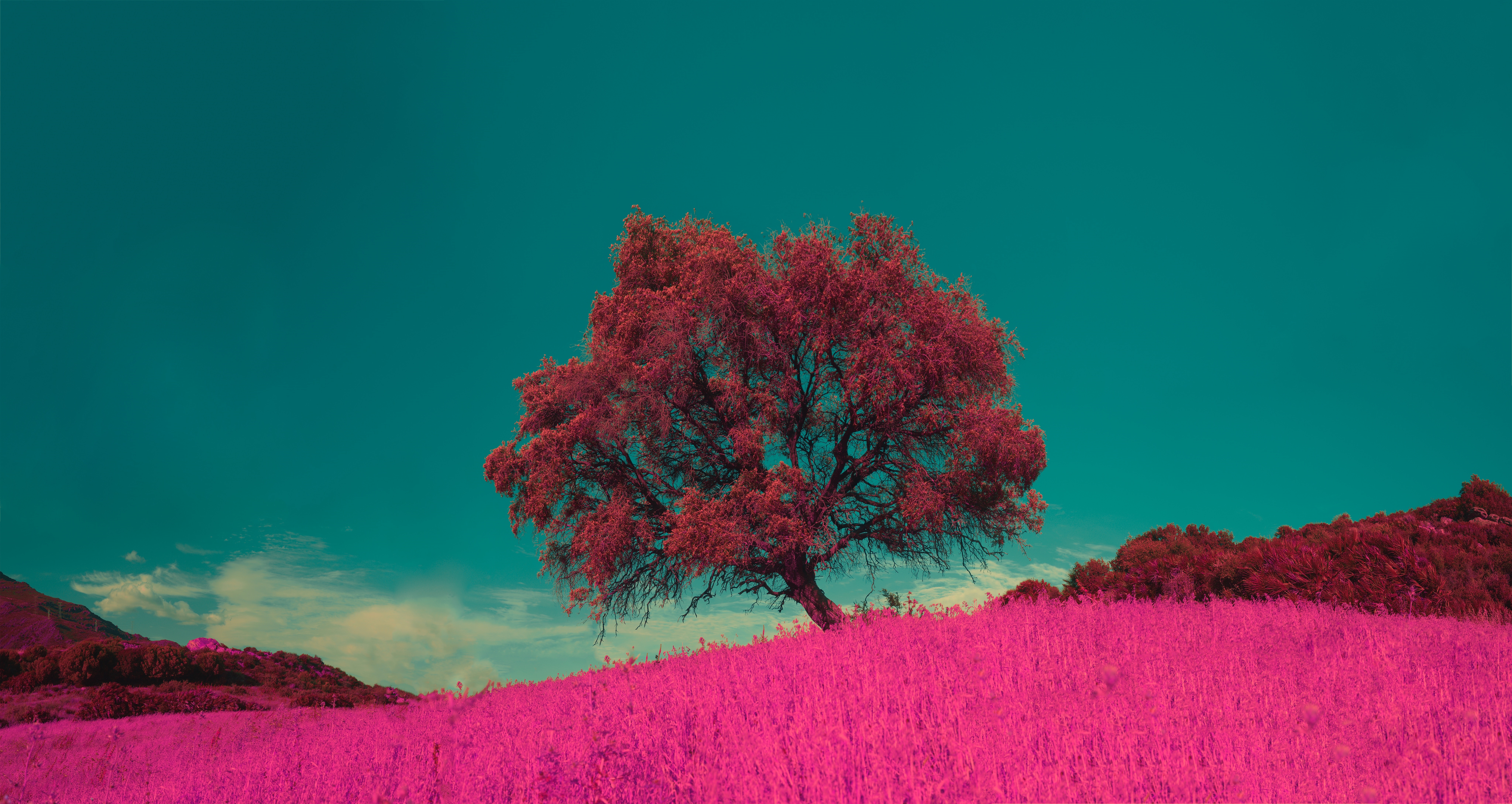 4K Infrared Nature with Tree and Pink Field HD Wallpaper