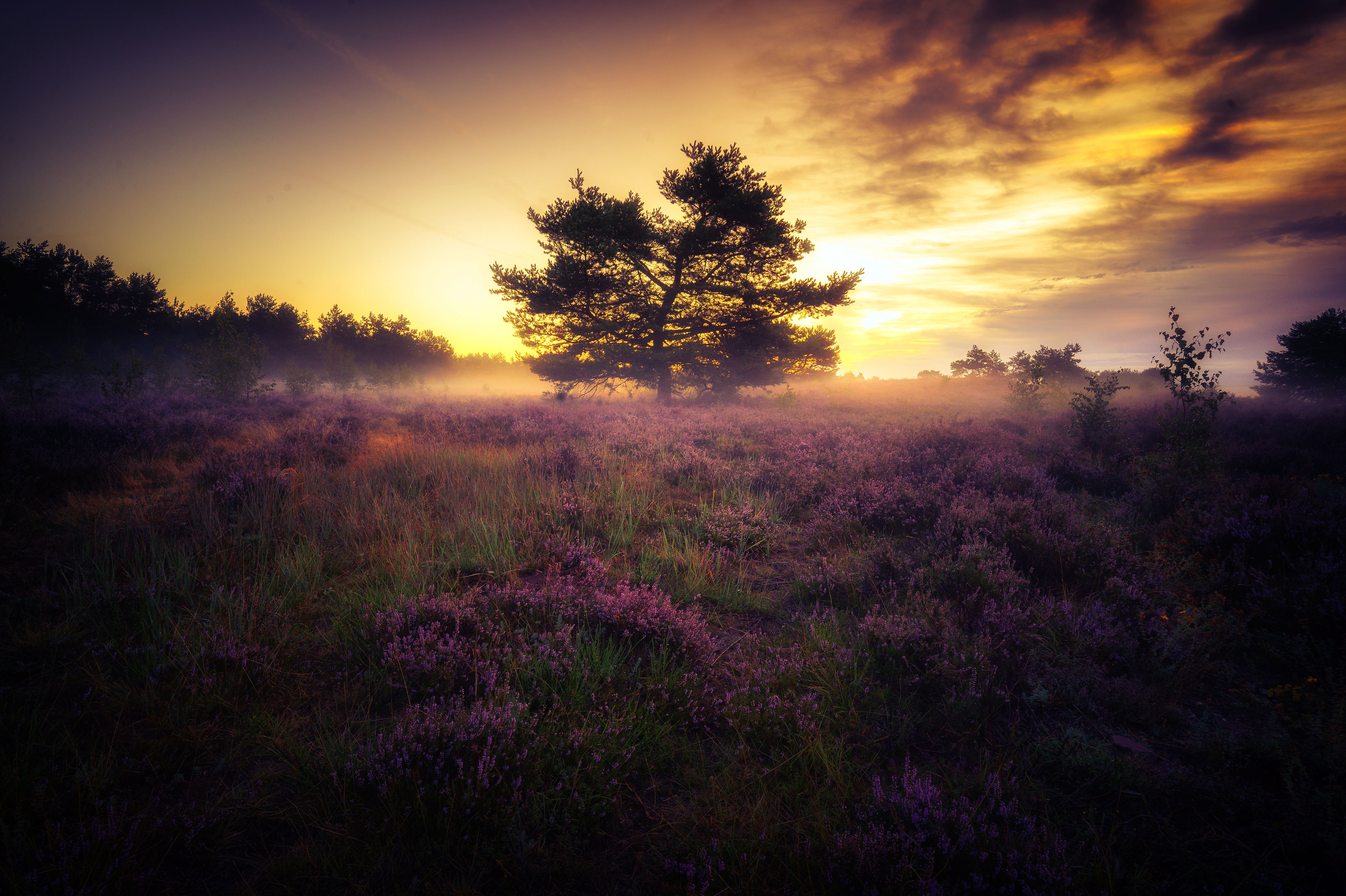 4K nature landscape with lavender and sunset HD Wallpaper