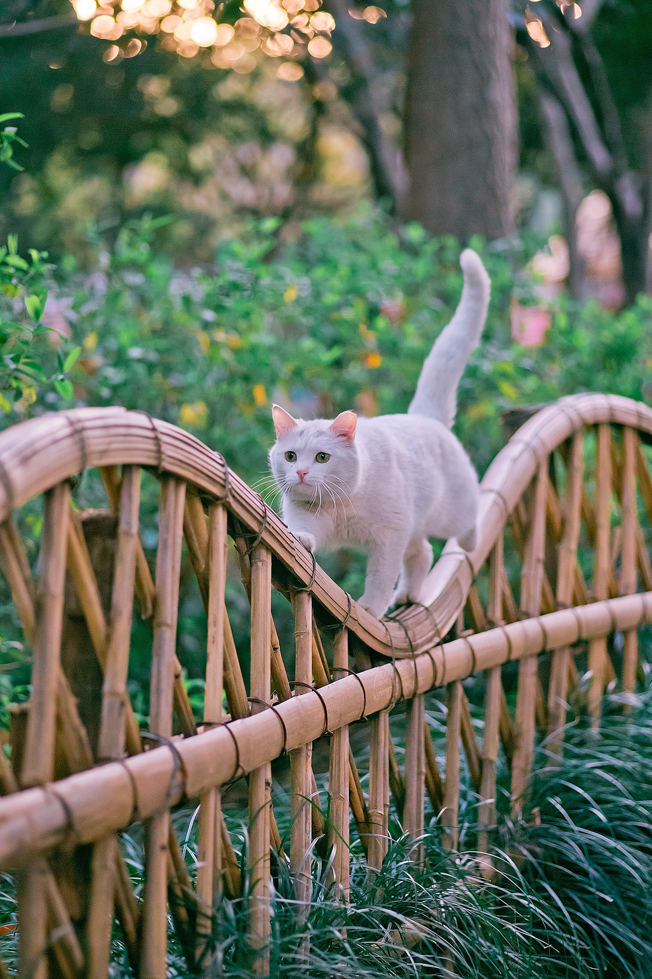 White cat walking on a bamboo fence outdoors HD Phone Wallpaper