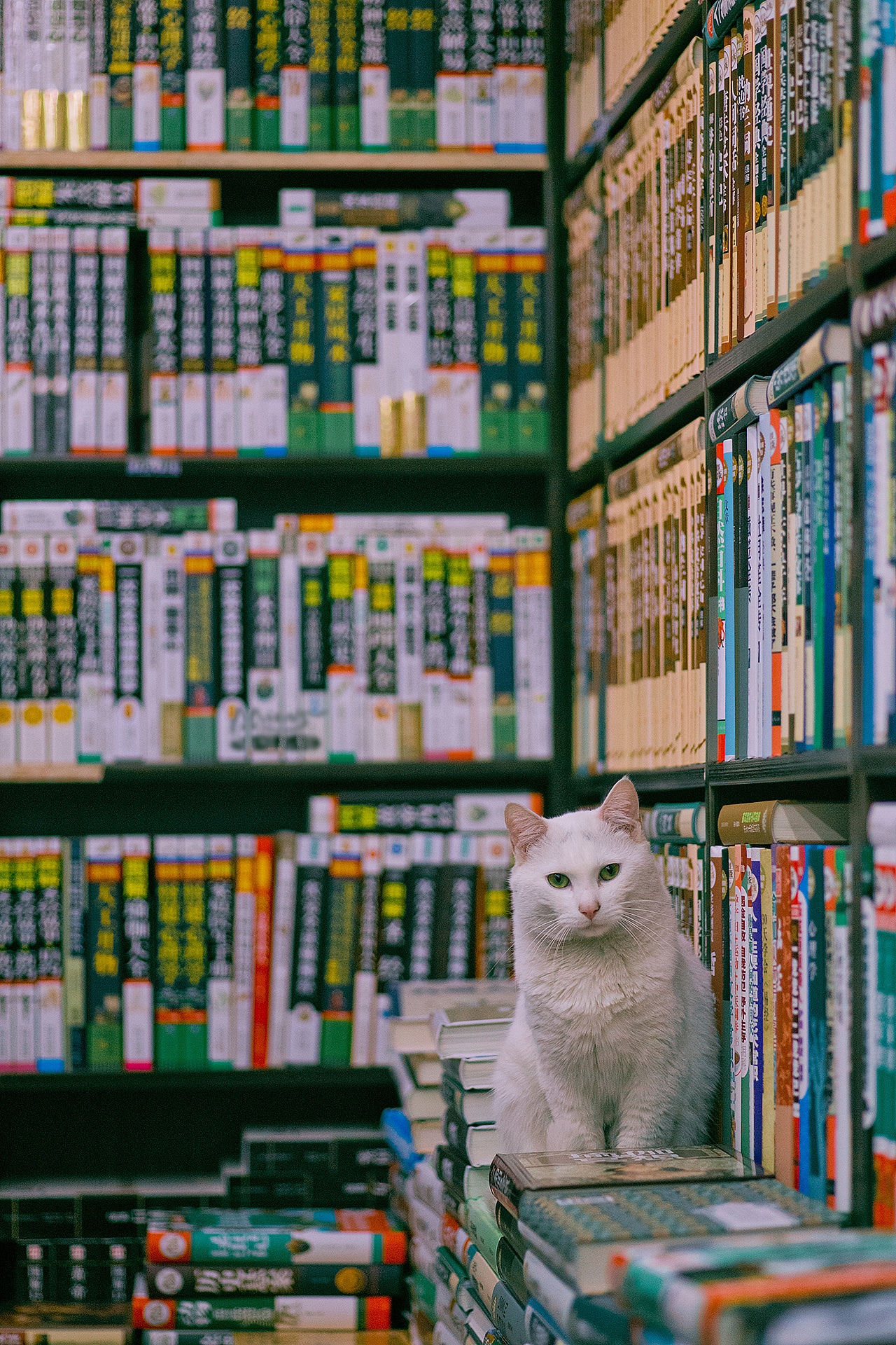 White cat sitting on books in a bookstore HD Phone Wallpaper