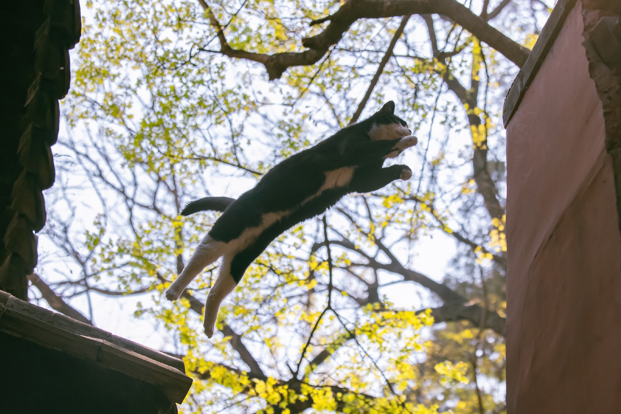 Black and white cat jumping in the air HD Wallpaper
