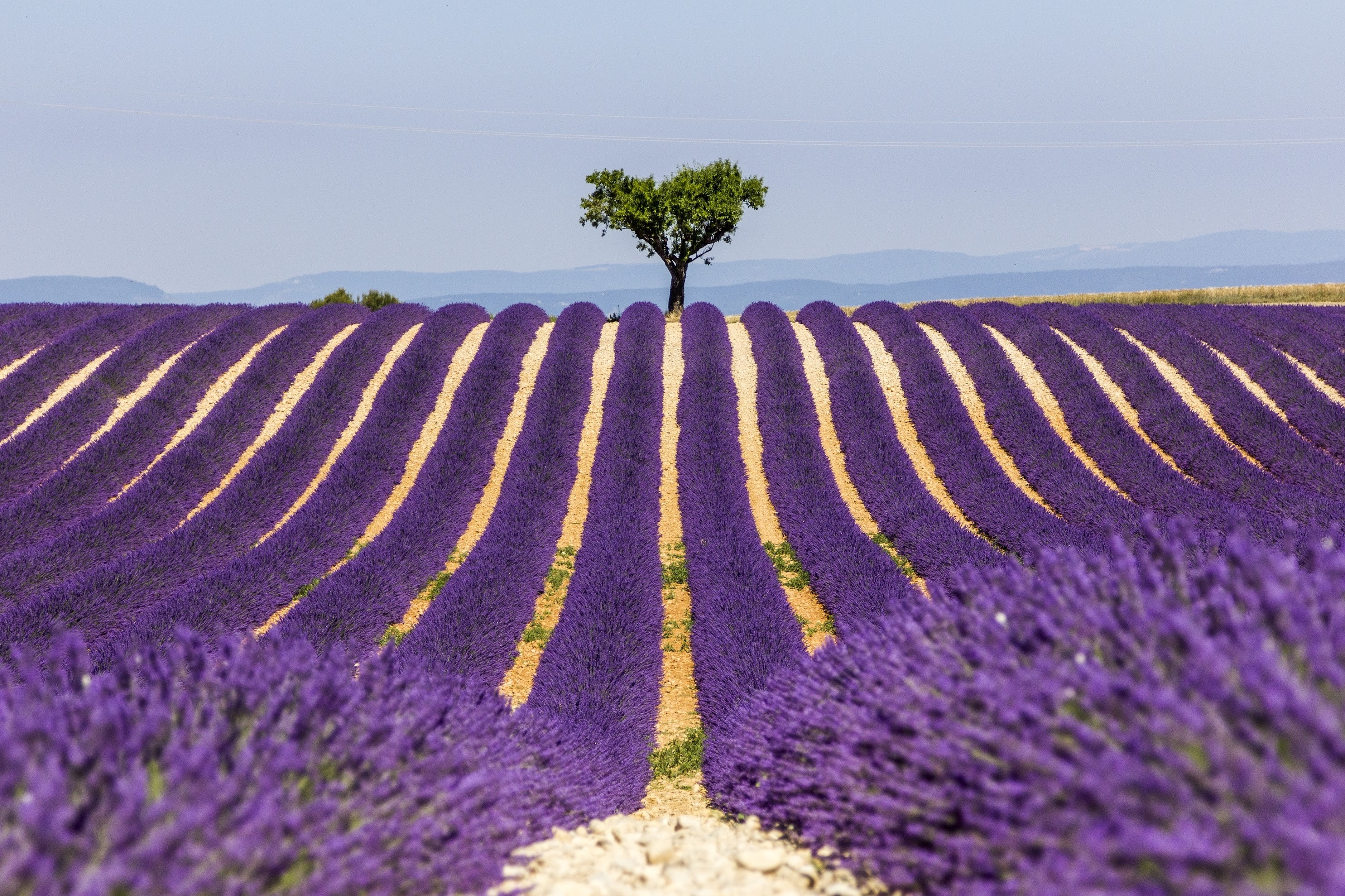 Lavender field with a lone tree in Provence HD Wallpaper
