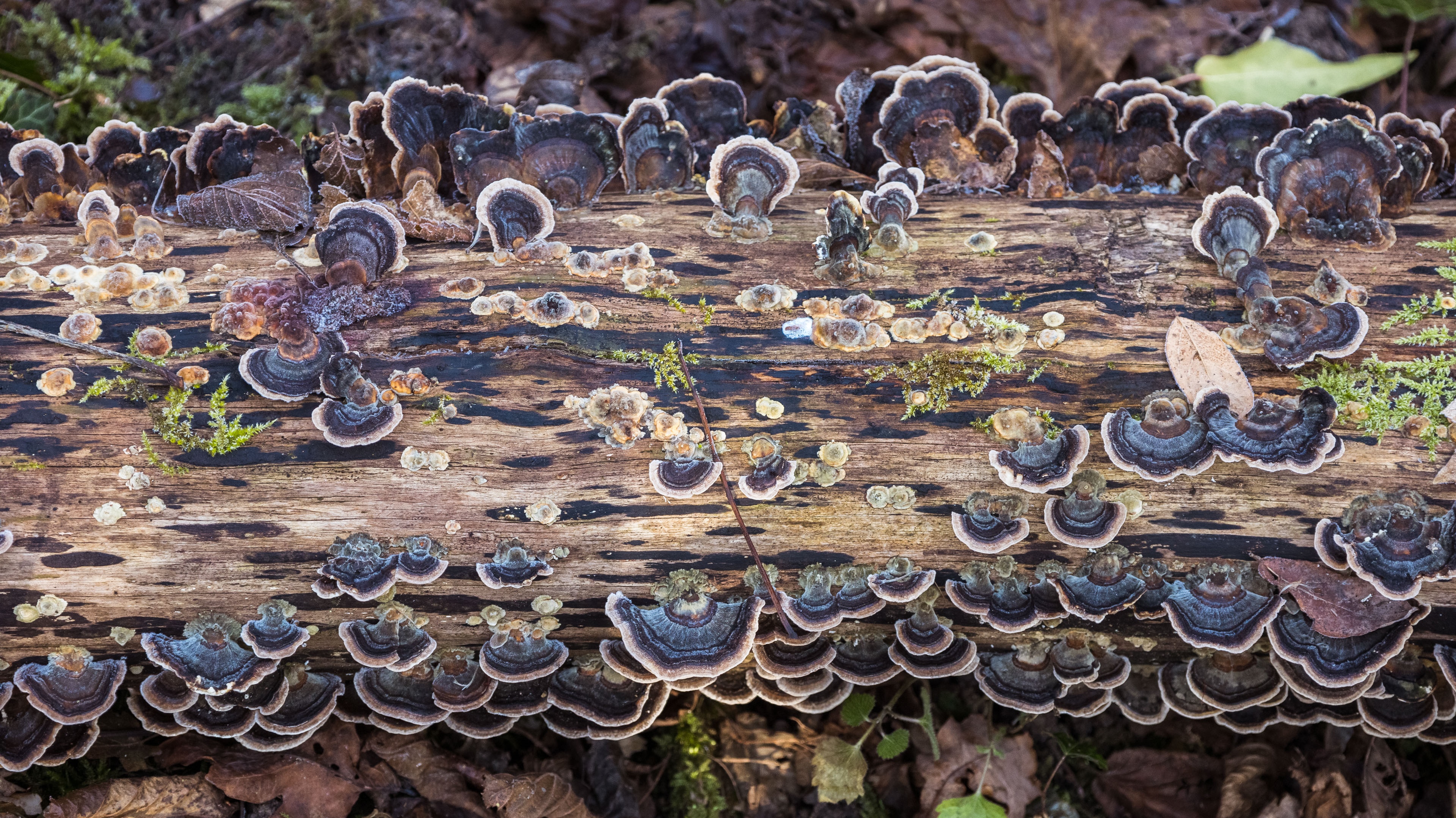 4K top view of mushrooms on a log HD Wallpaper