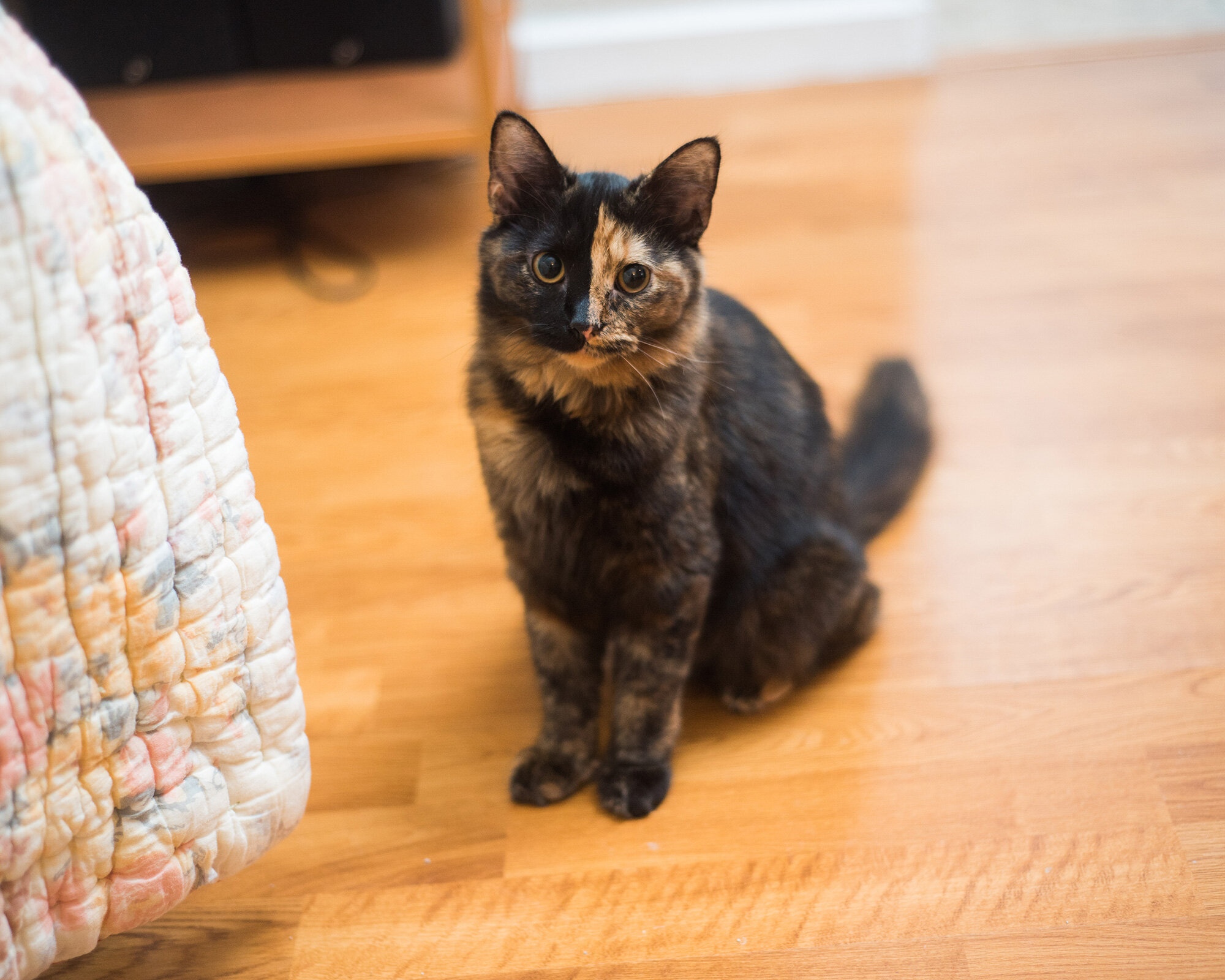 Tortoiseshell cat sitting on a wooden floor HD Wallpaper
