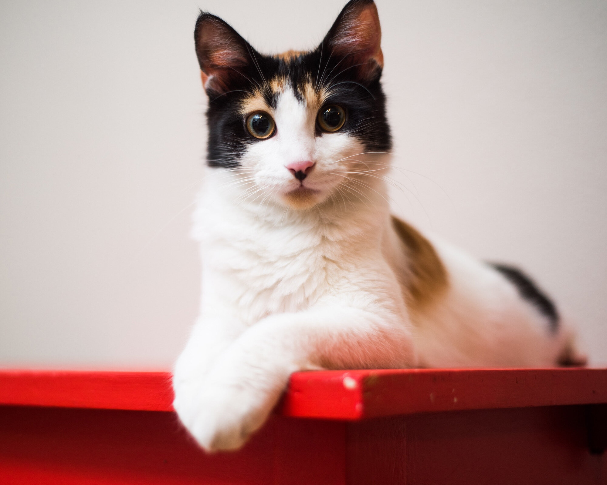 Calico cat resting on a red surface HD Wallpaper
