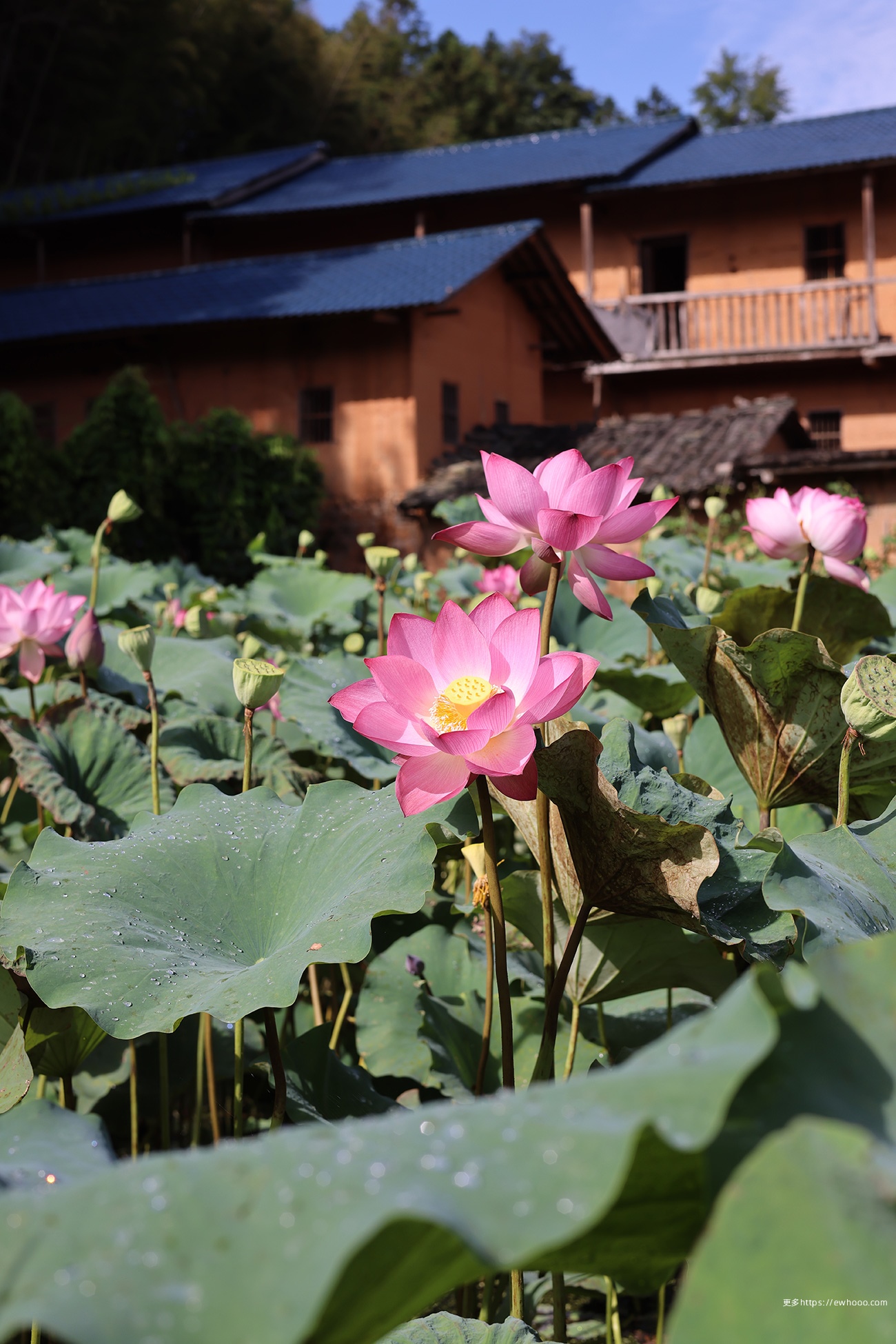 Pink lotus flowers in a pond with traditional buildings HD Phone Wallpaper