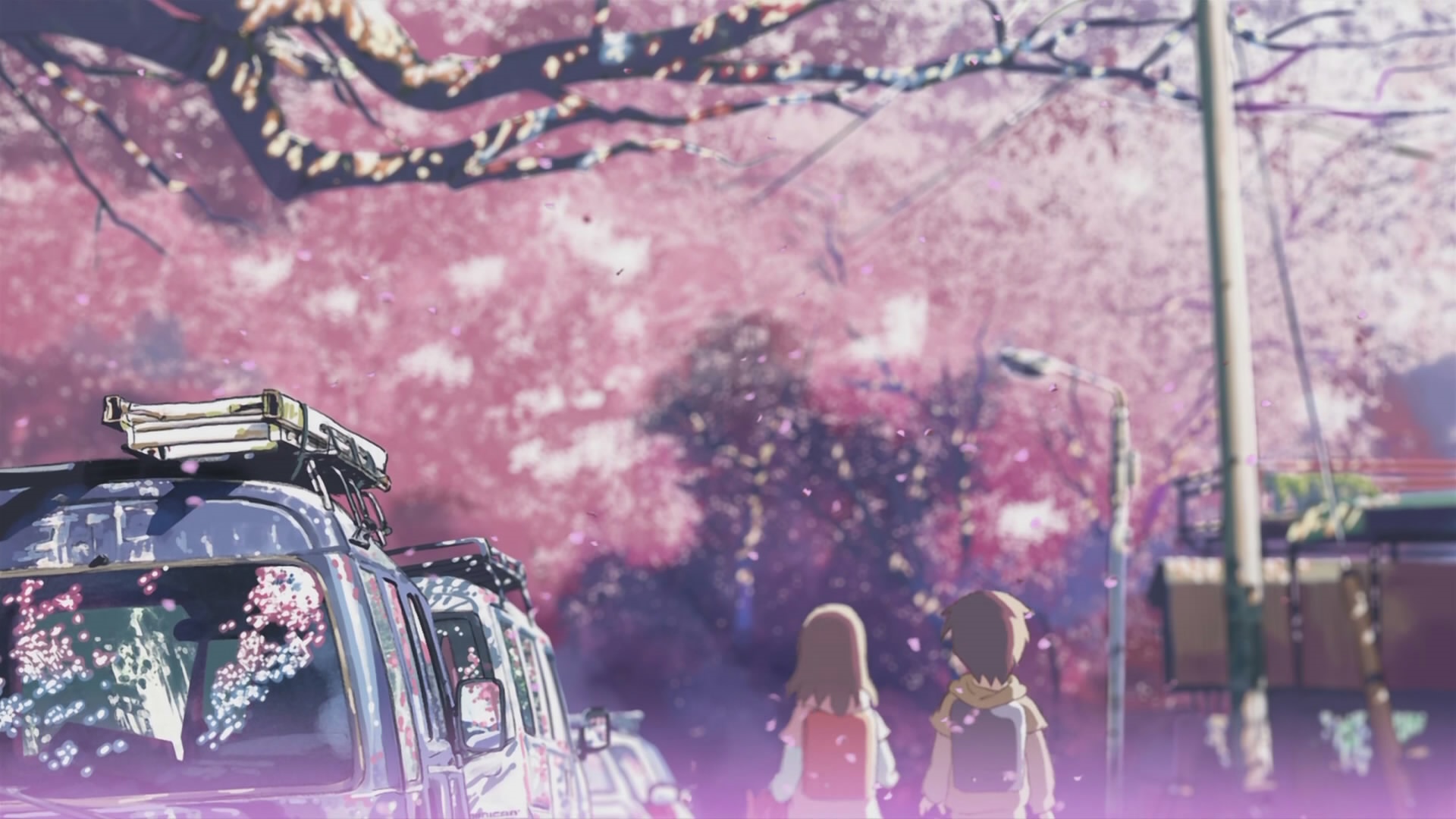 Anime couple walking under cherry blossoms HD Wallpaper
