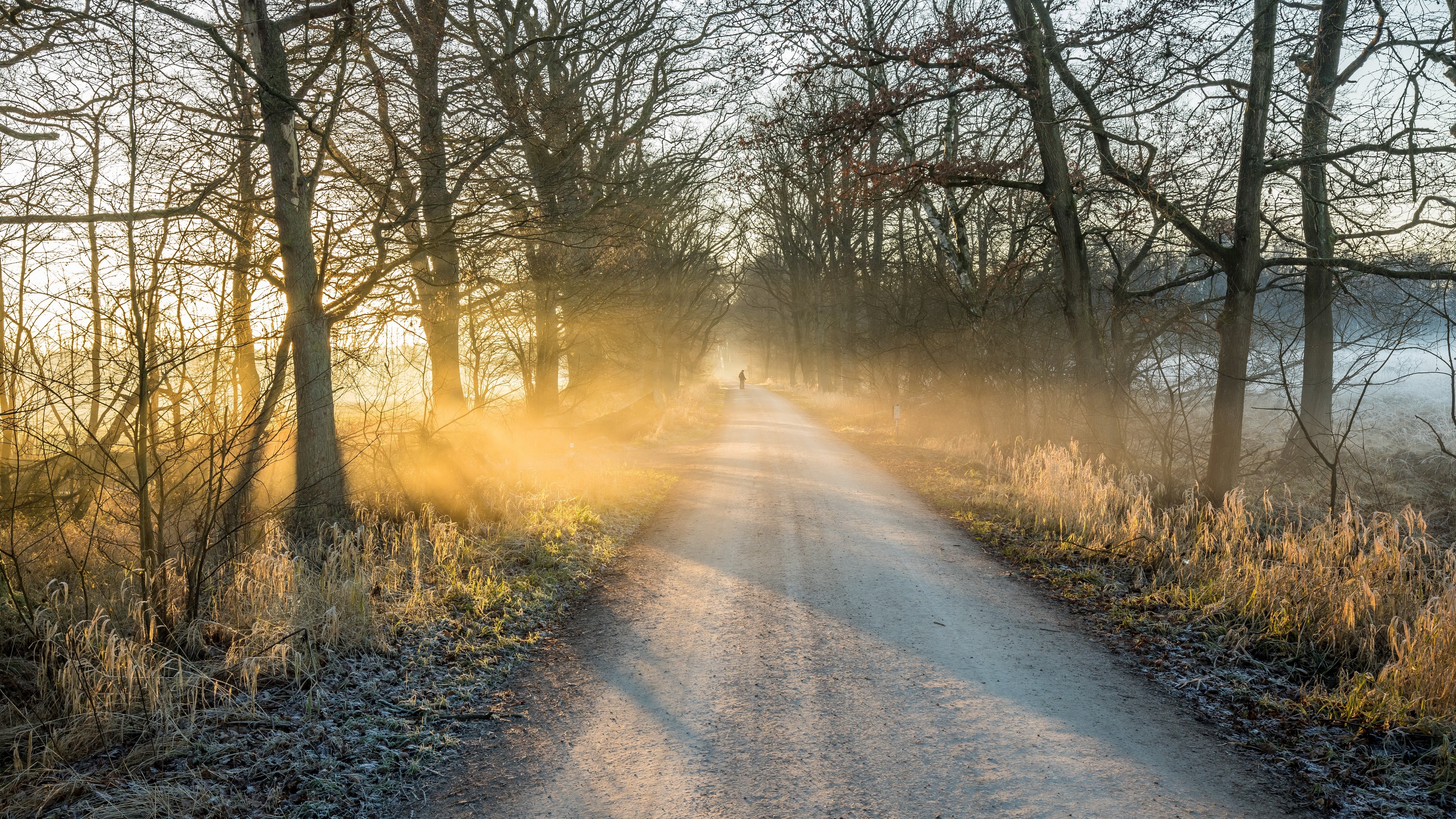 4K mist sunlight trees dirt road outdoors HD Wallpaper