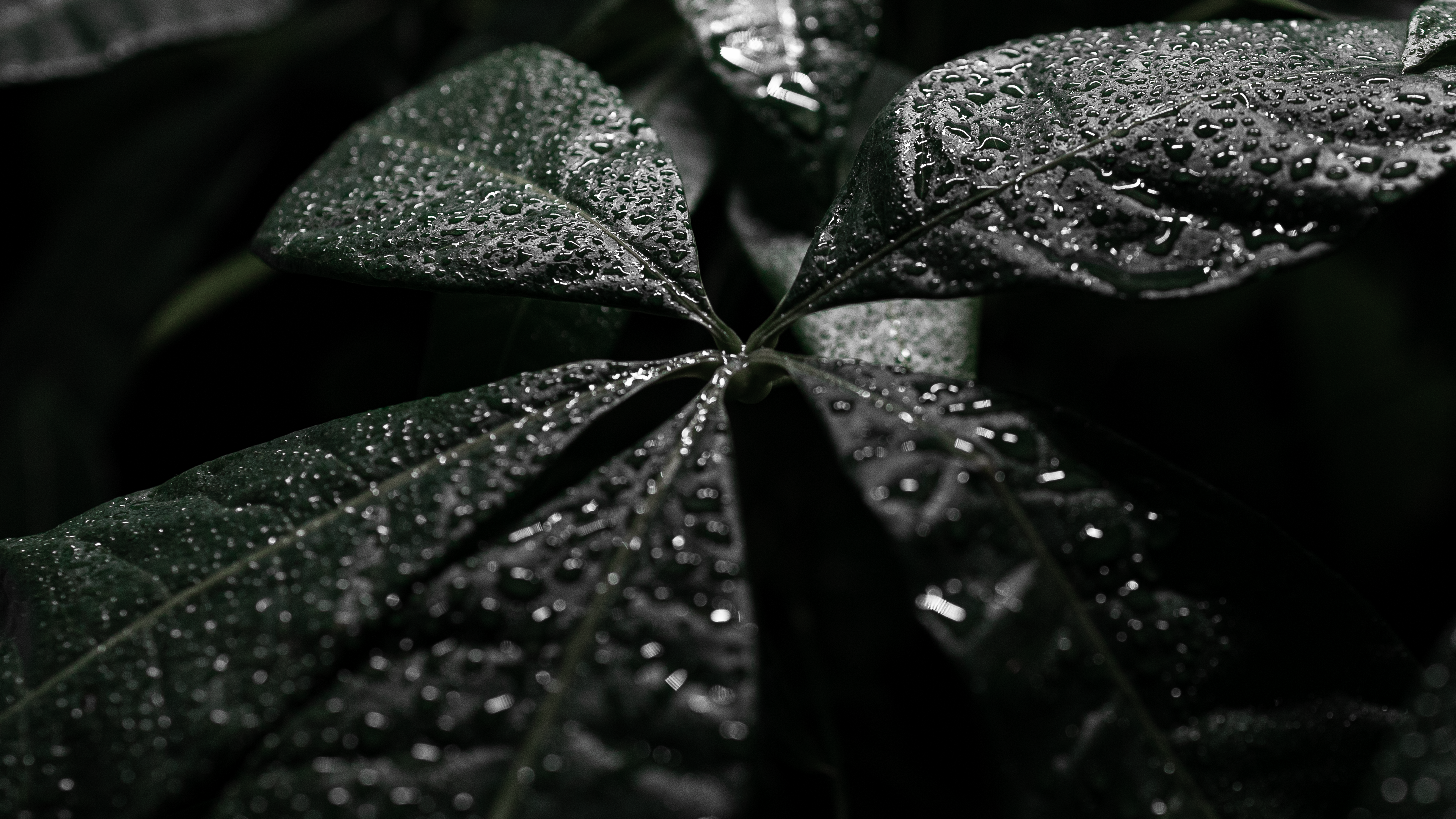 4K macro shot of wet green leaves HD Wallpaper