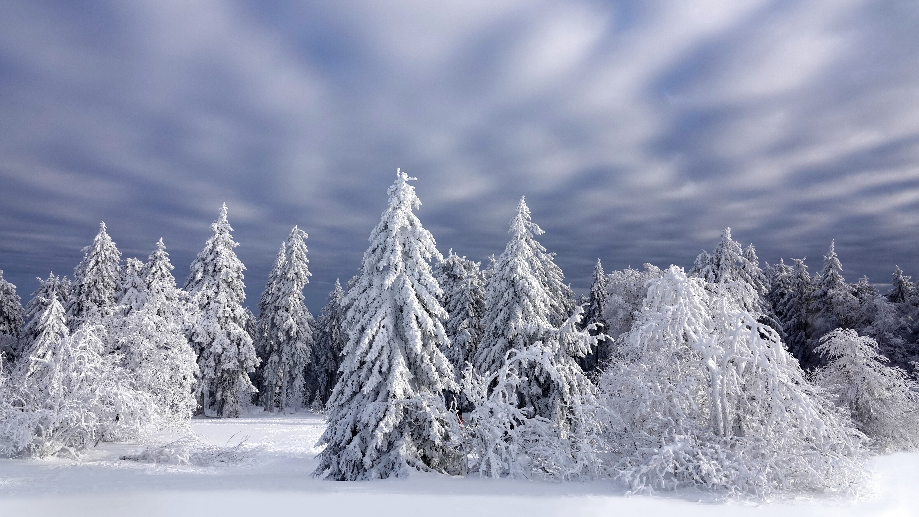 4K snow-covered trees in a winter forest HD Wallpaper