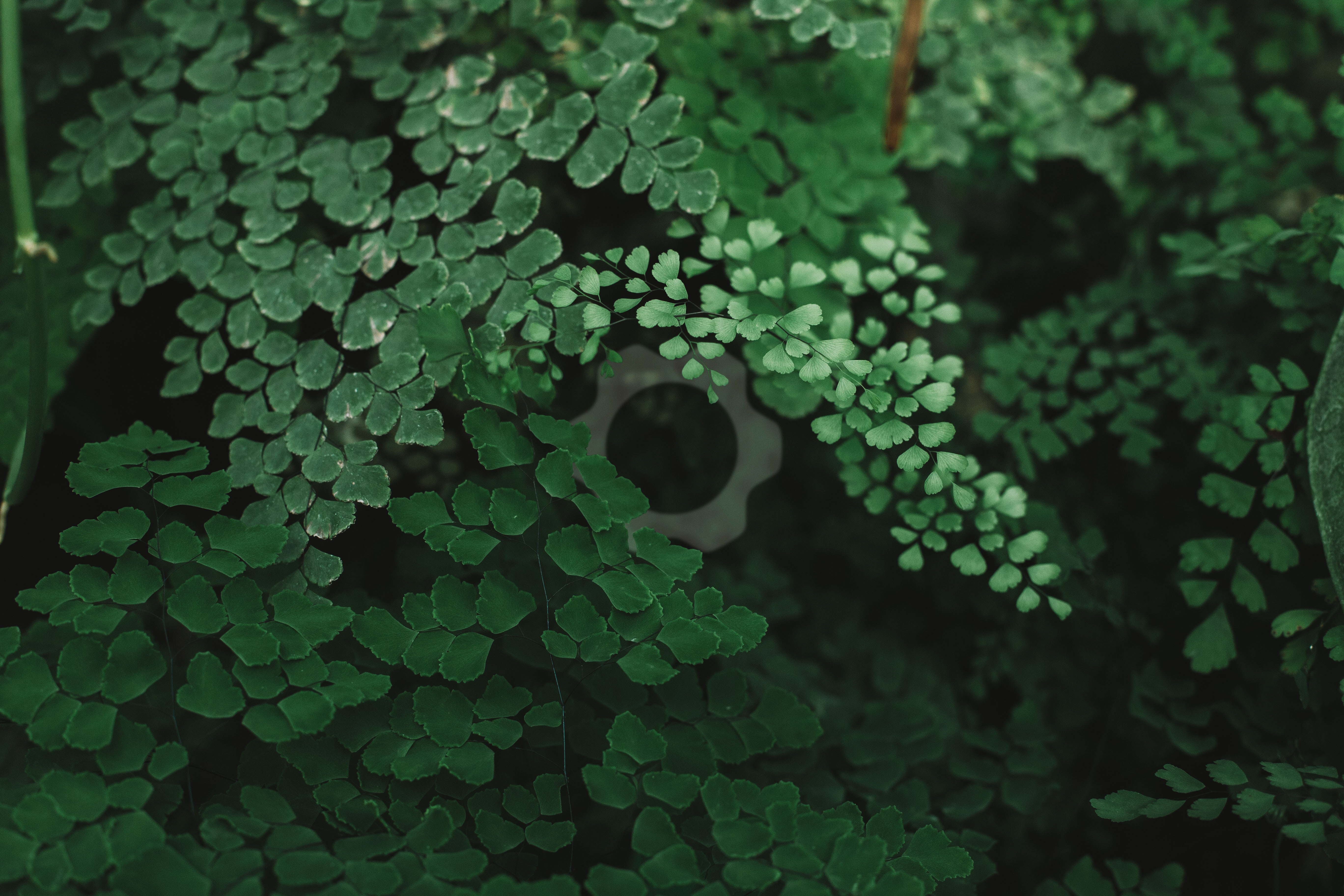 4K logo on green leaves HD Wallpaper