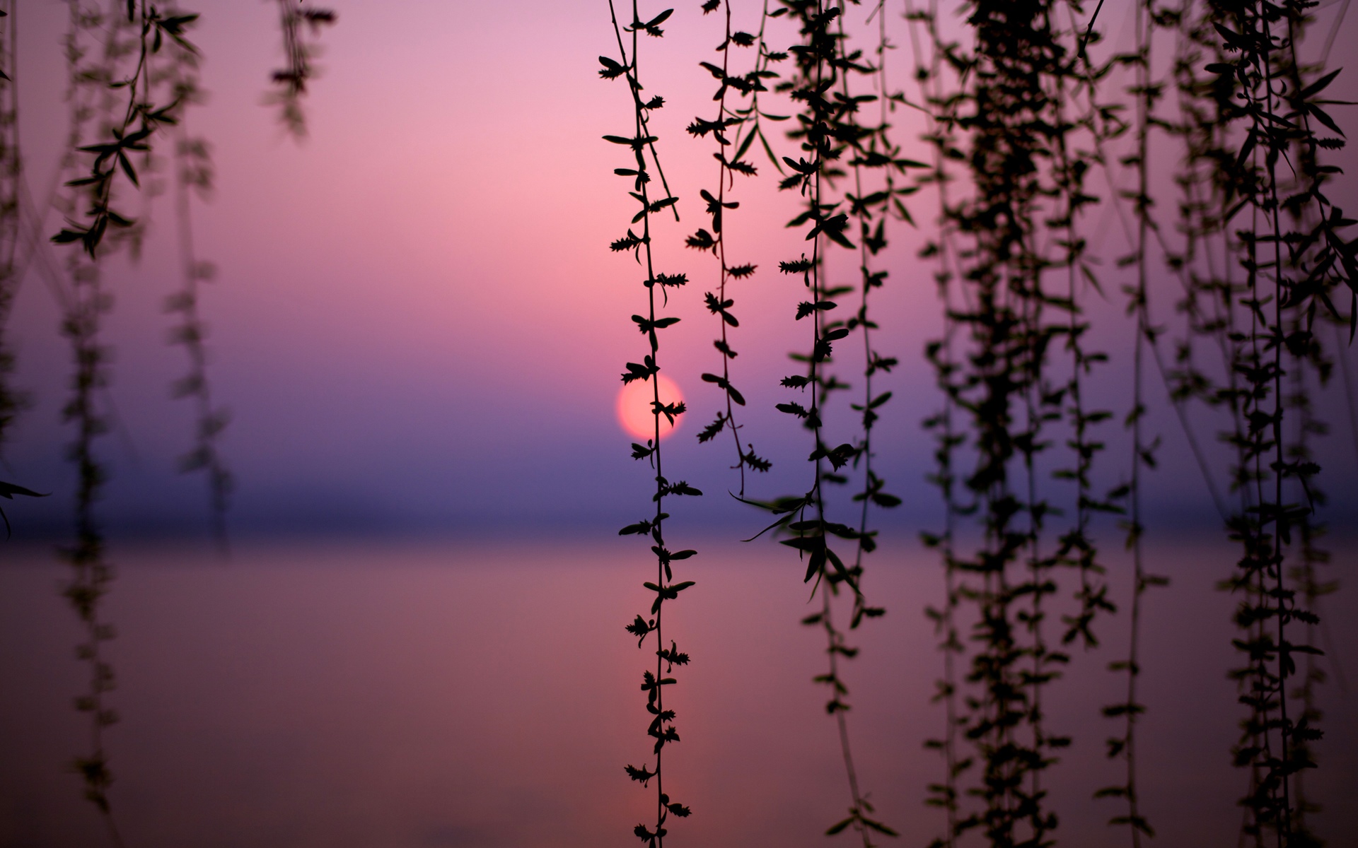 Silhouette of vines against a sunset over a lake HD Wallpaper