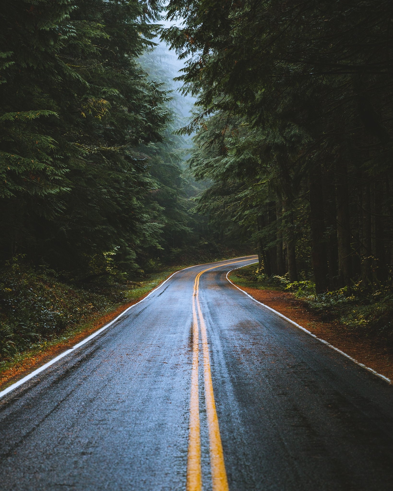 Wet road through a dark forest HD Phone Wallpaper