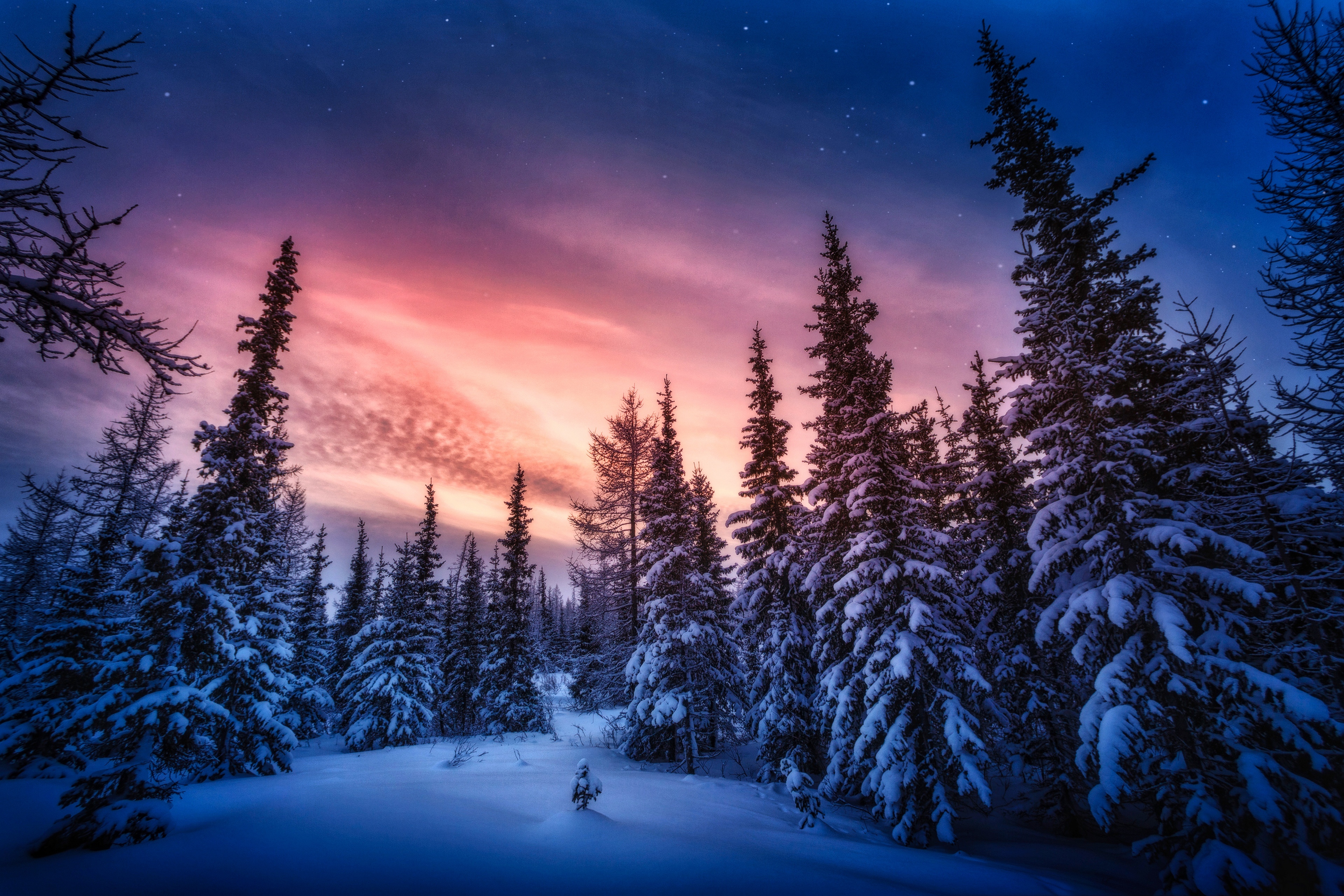 4K Winter Forest with Colorful Sunset Sky HD Wallpaper